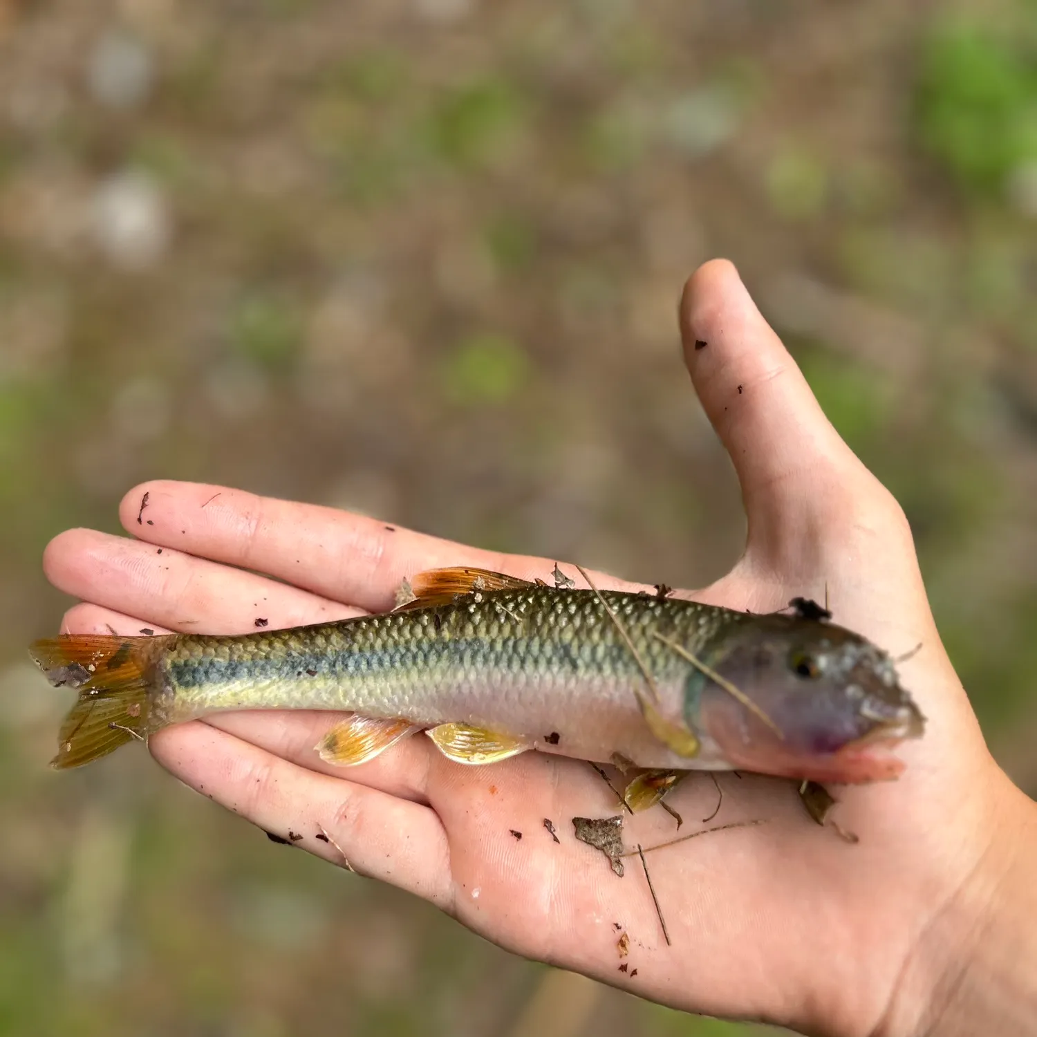 The most recent River chub catches on Fishbrain