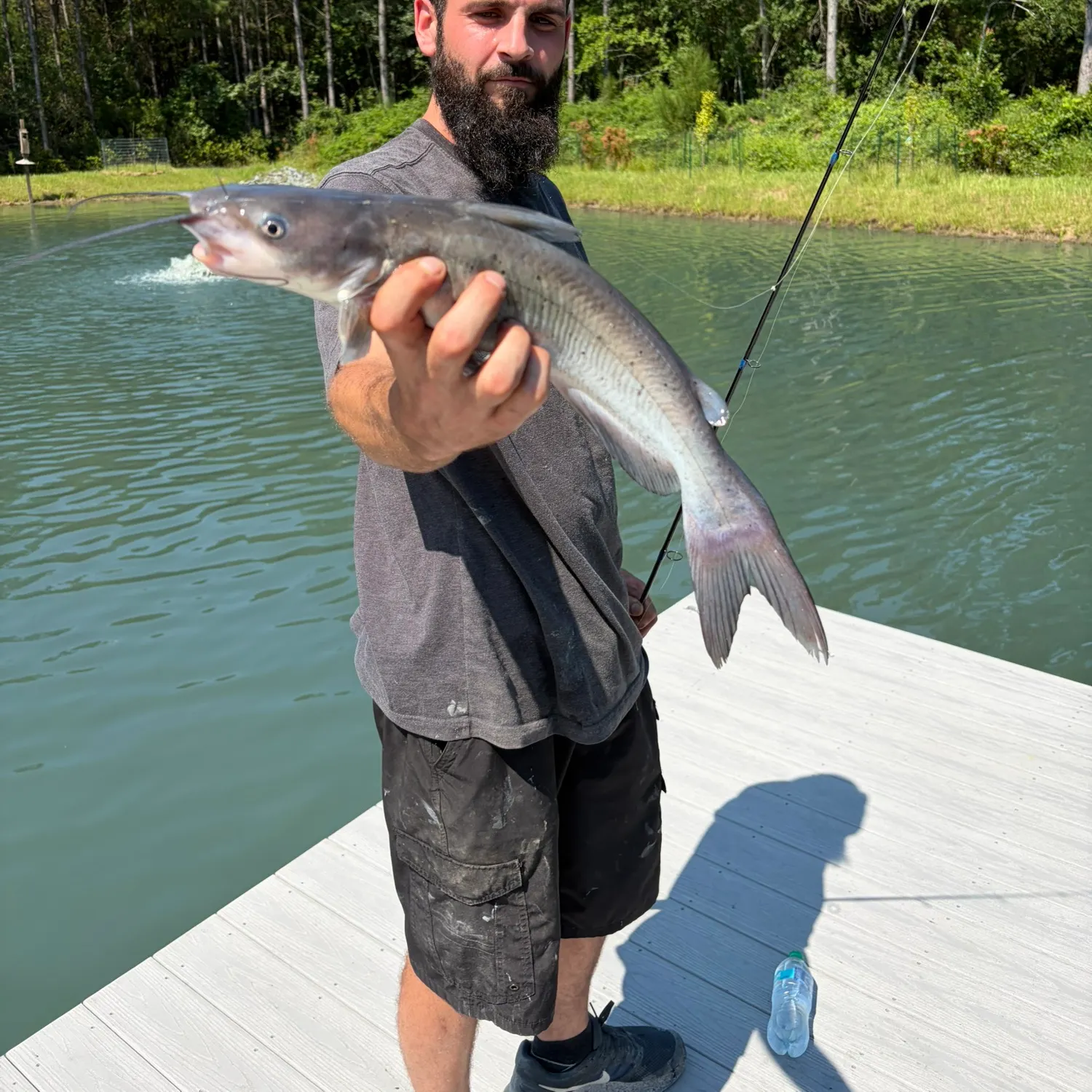 Channel catfish caught on Fishbrain