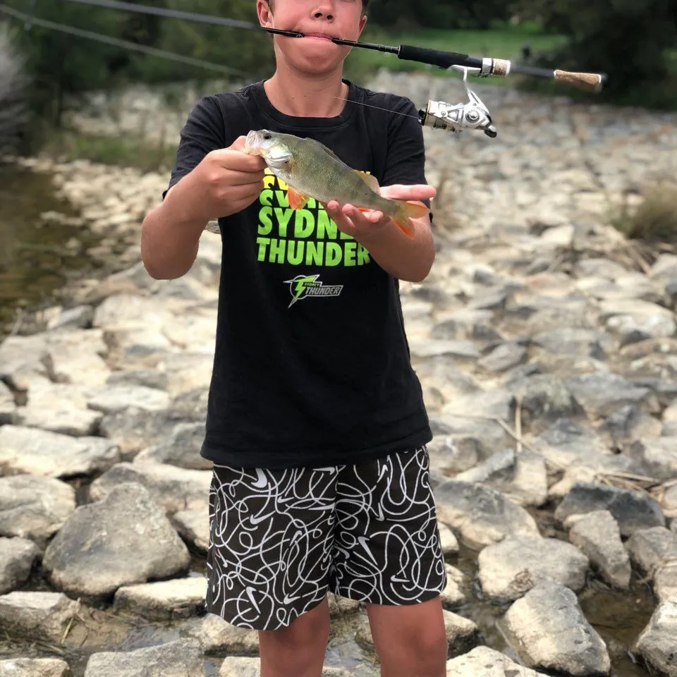 The most recent European perch catches on Fishbrain