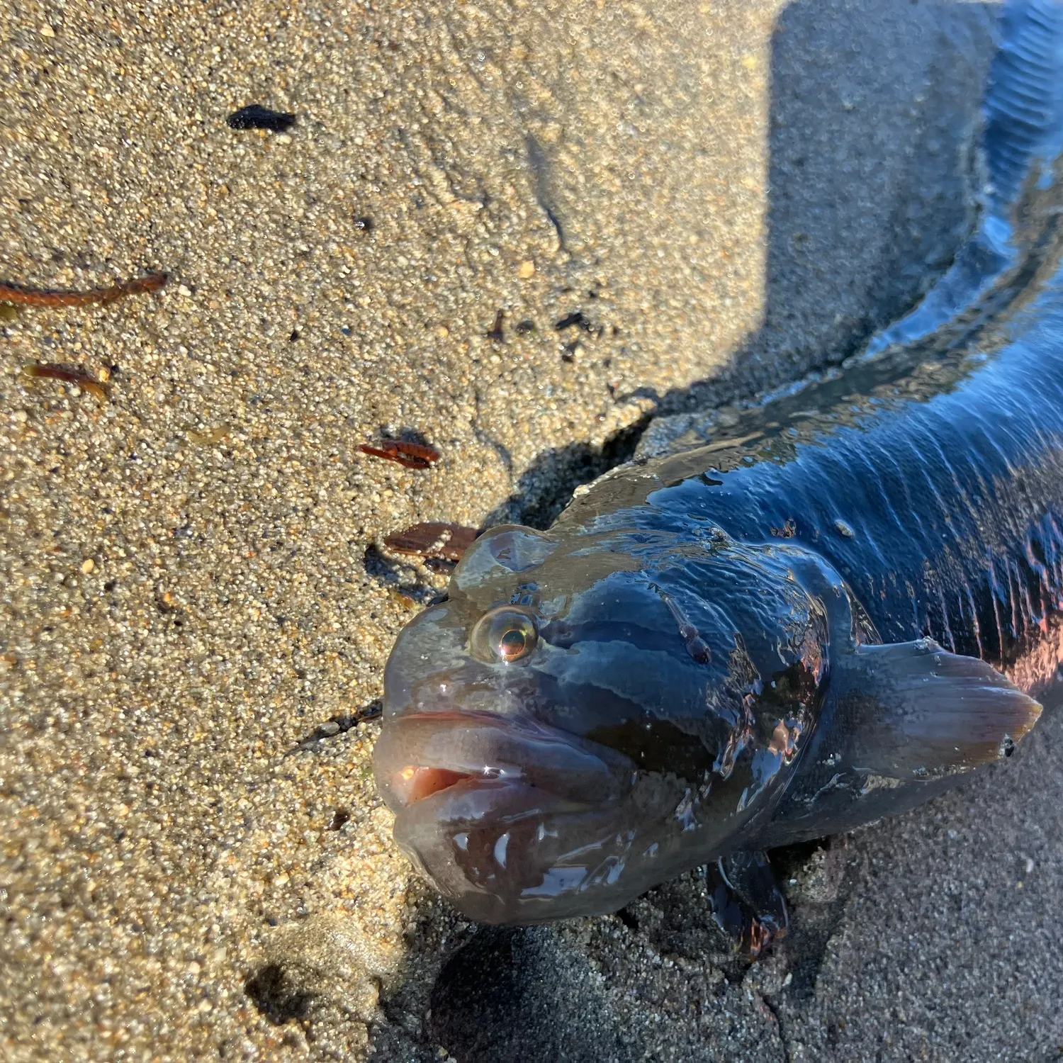 The most recent Monkeyface prickleback catches on Fishbrain