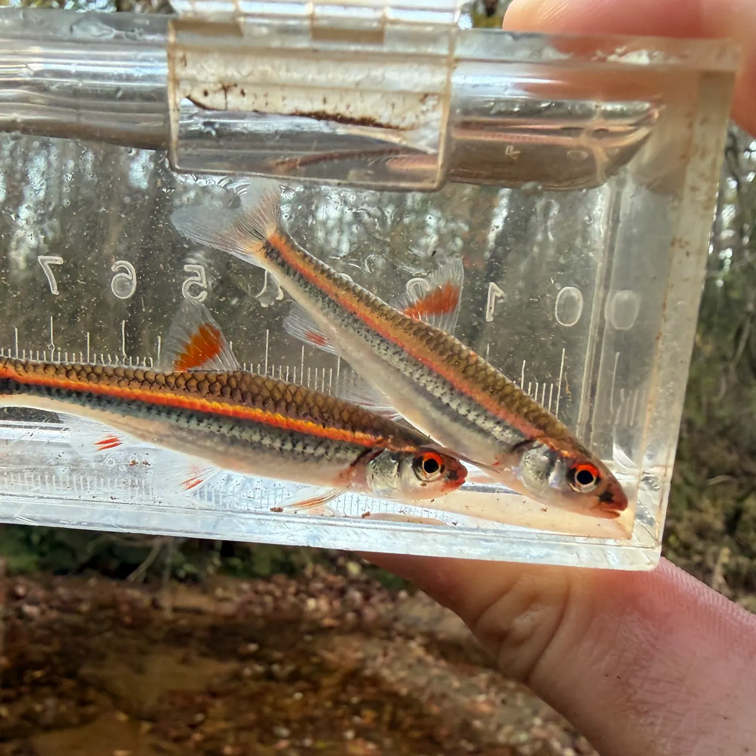 The most recent Rainbow darter catches on Fishbrain