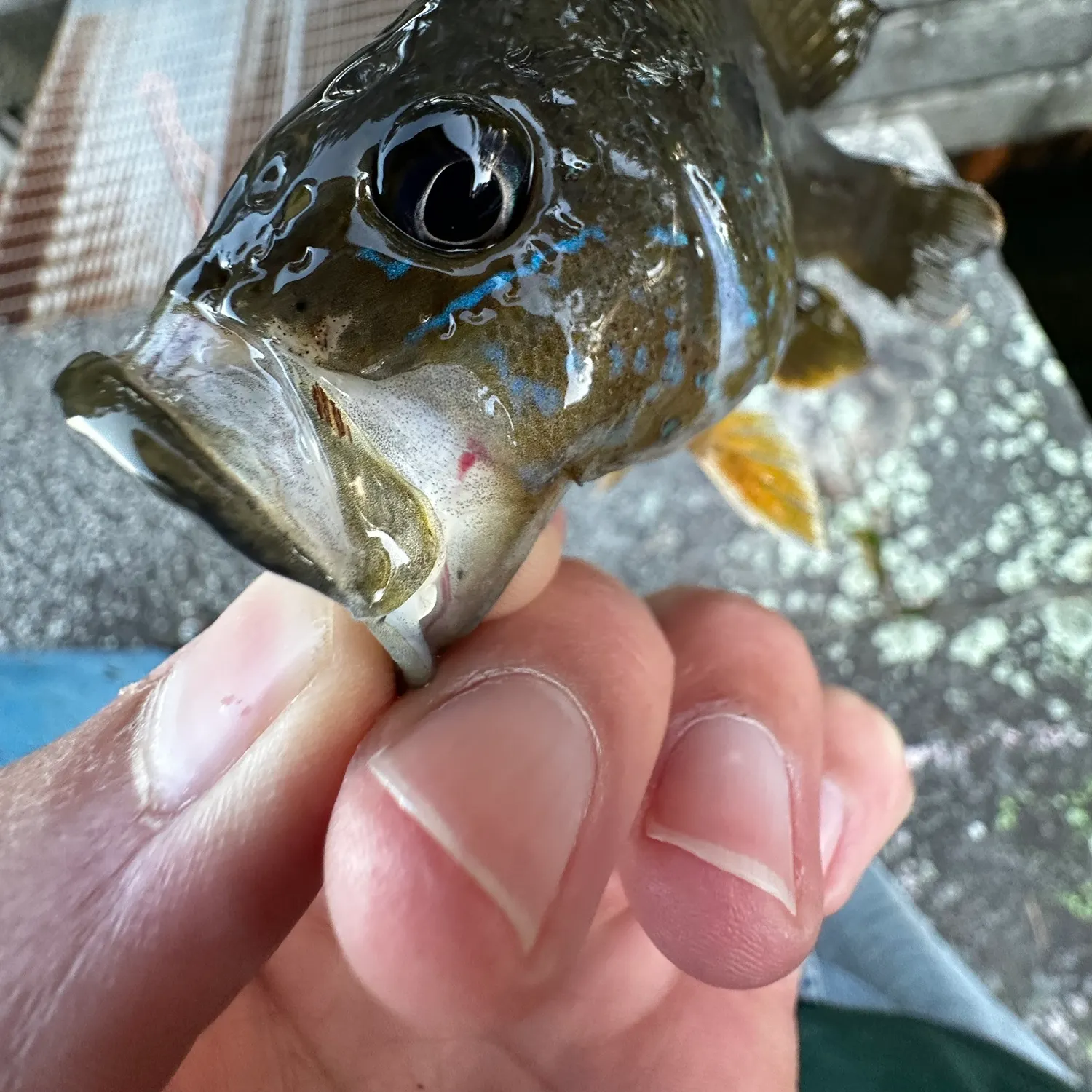 Green sunfish caught on Fishbrain