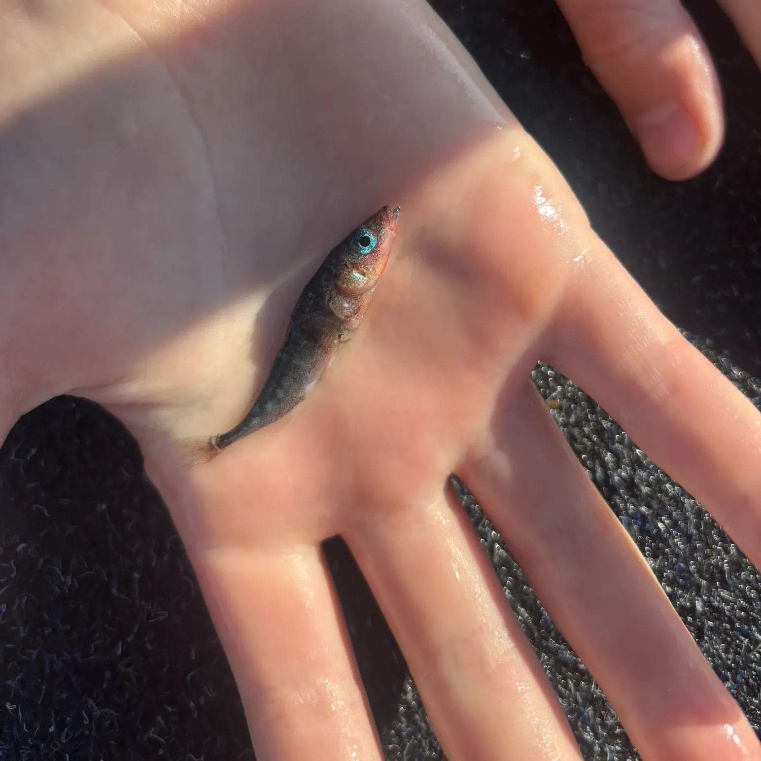 The most recent Three-spined stickleback catches on Fishbrain