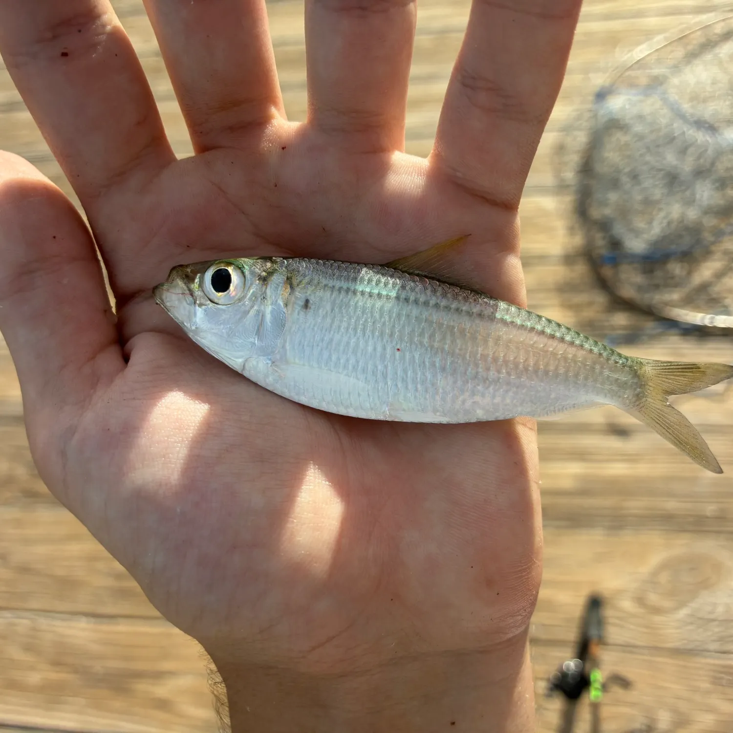 Scaled herring caught on Fishbrain