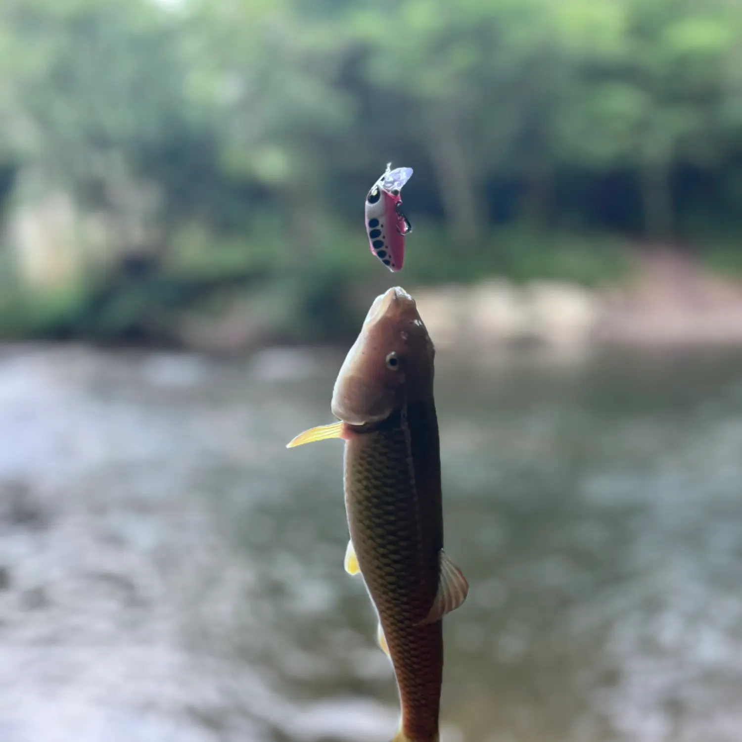 River chub caught on Fishbrain