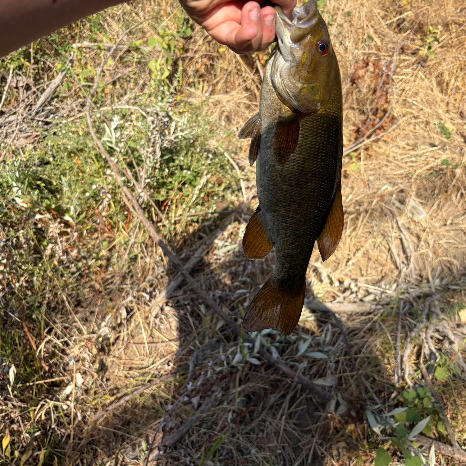 Smallmouth bass caught on Fishbrain