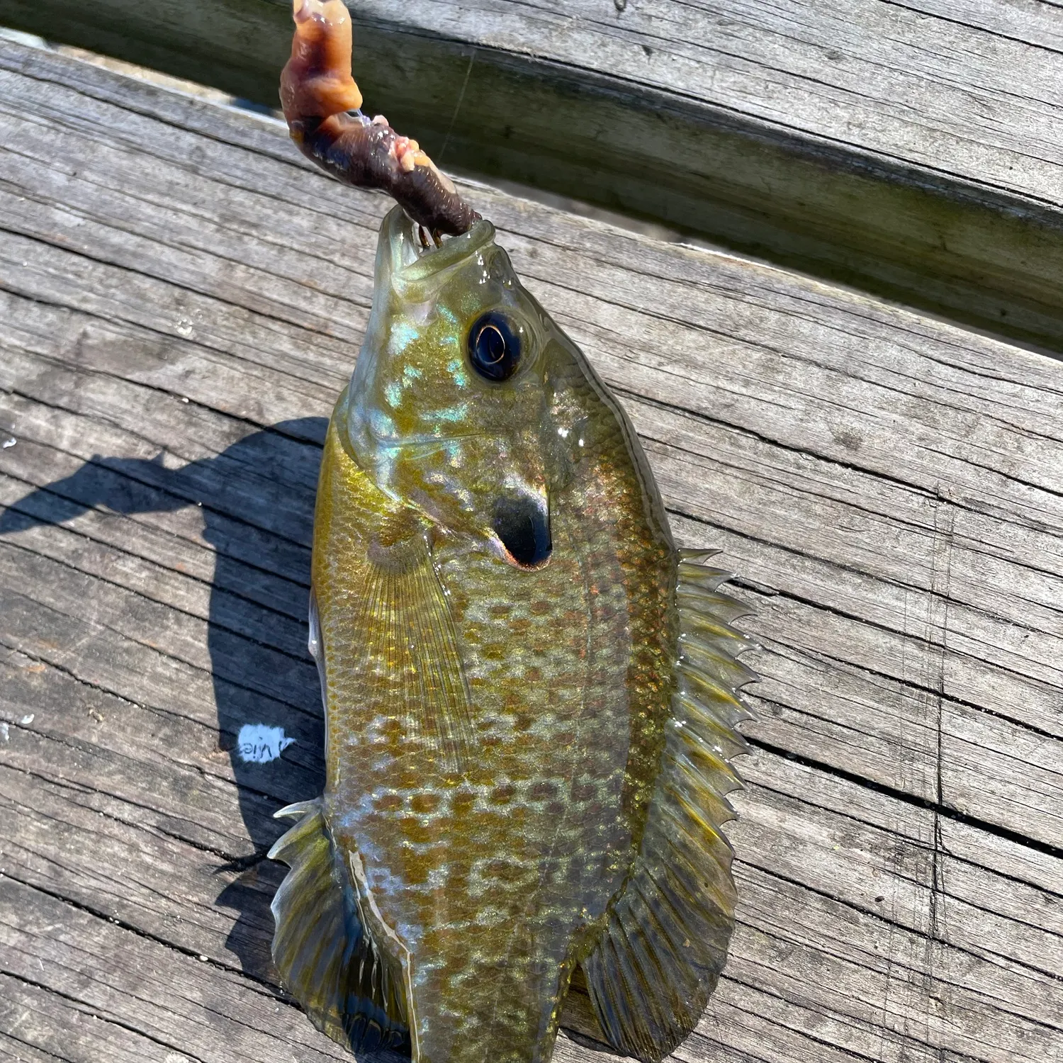 Greengill hybrid caught on Fishbrain