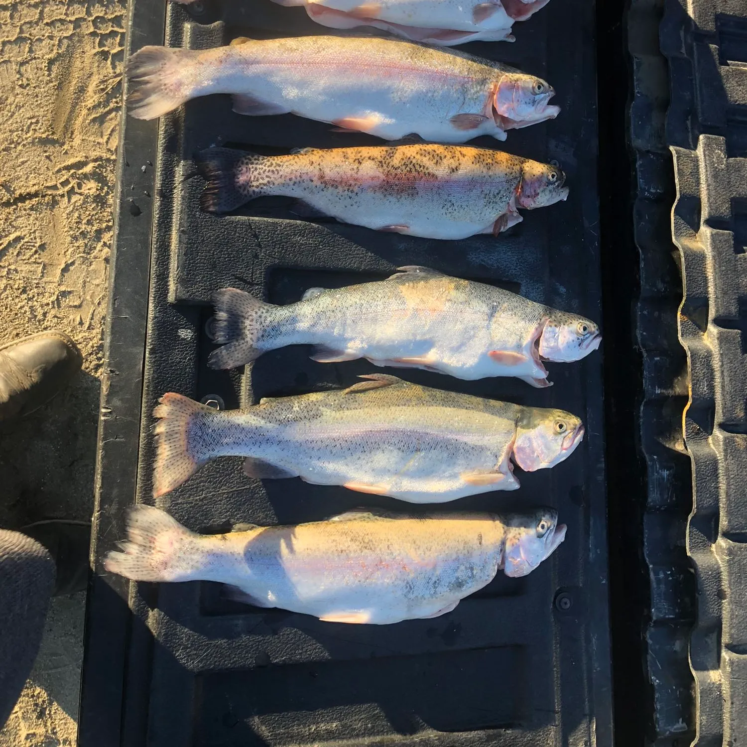 recently logged catches