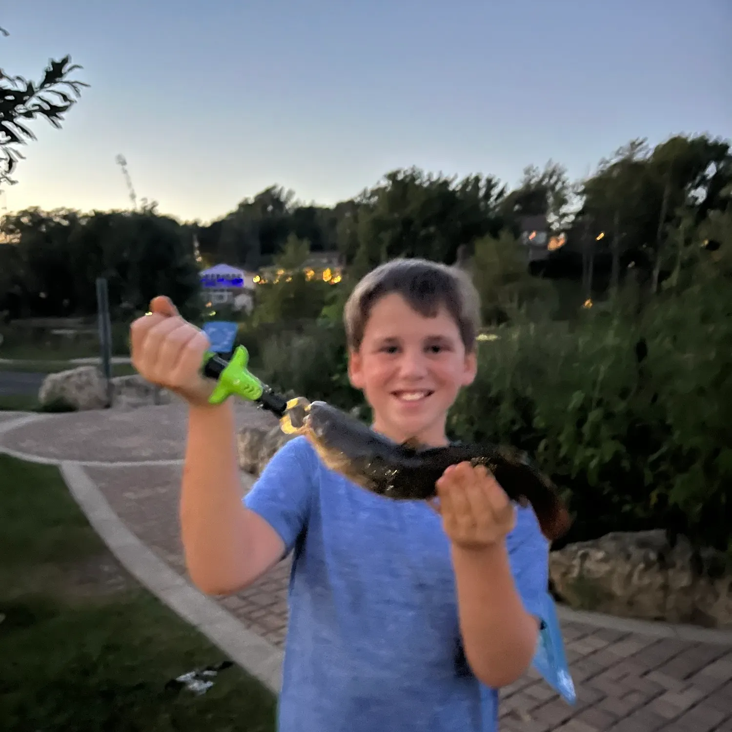 Yellow bullhead caught on Fishbrain