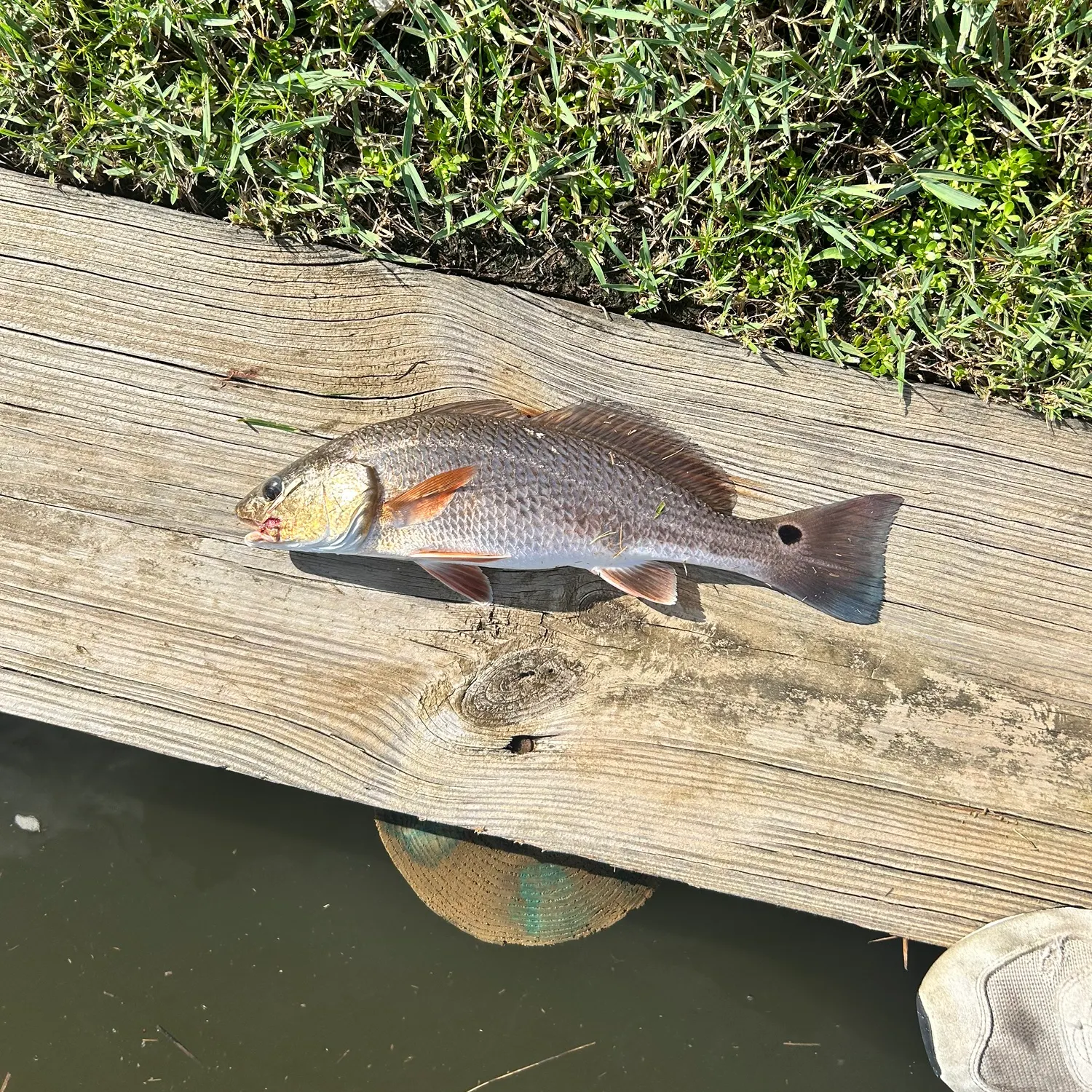 Red drum caught on Fishbrain
