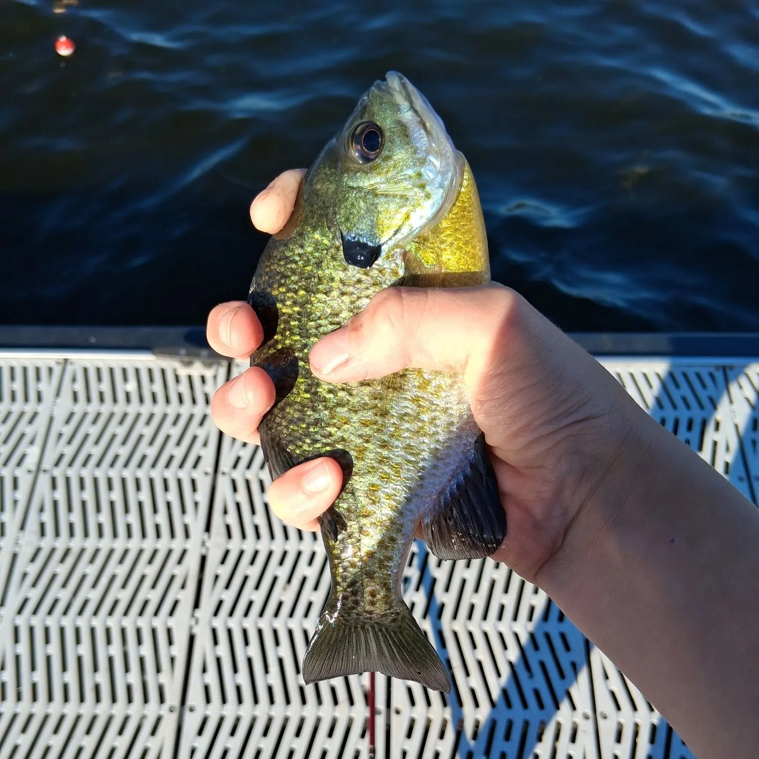 Pumpkinseed caught on Fishbrain