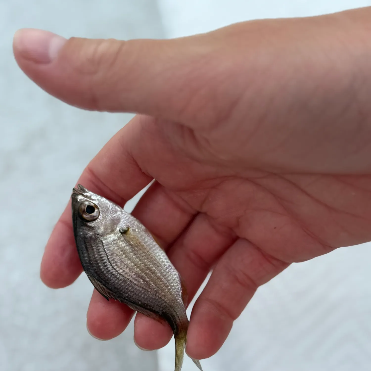 The most recent Silver jenny catches on Fishbrain