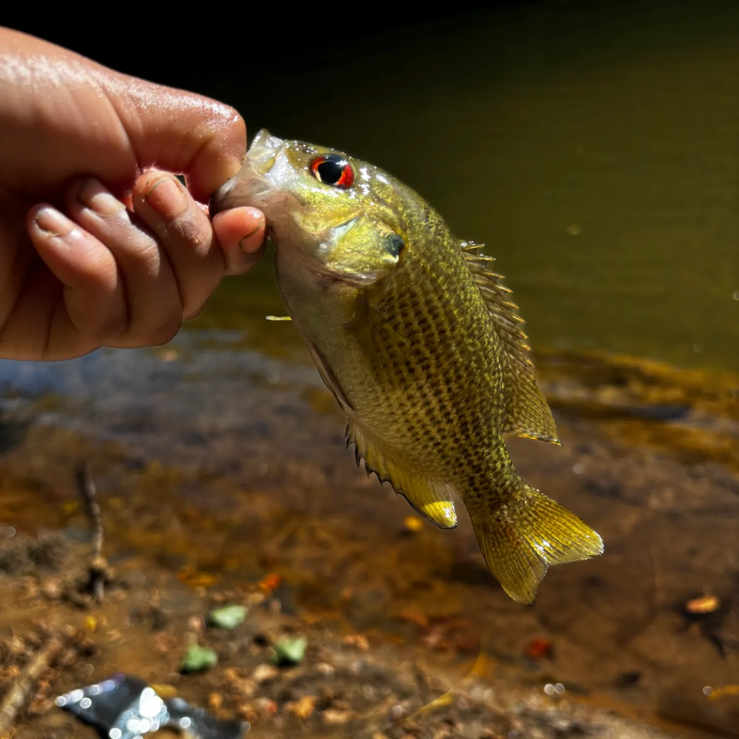 Rock bass caught on Fishbrain
