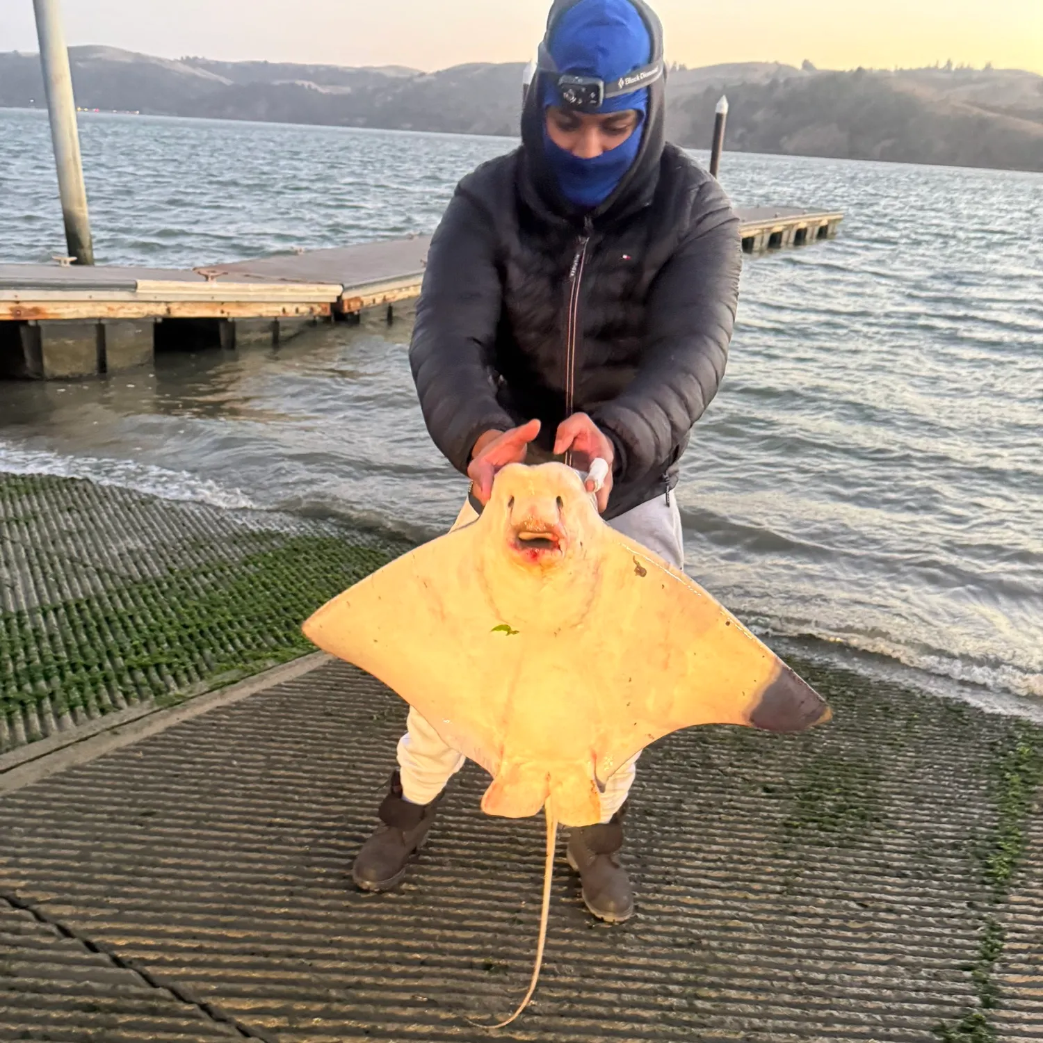 Bat eagle ray caught on Fishbrain