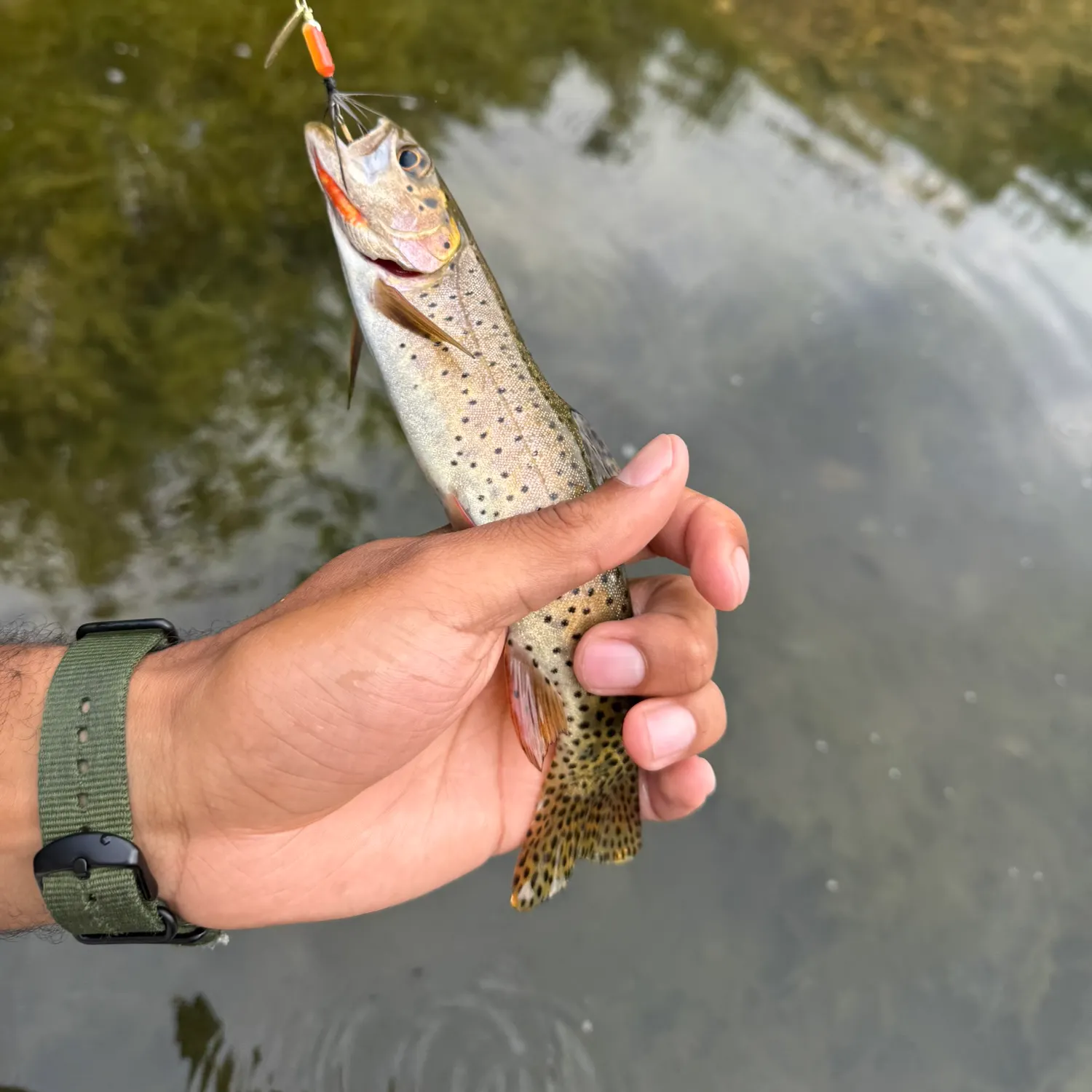 The most recent Bonneville cutthroat trout catches on Fishbrain