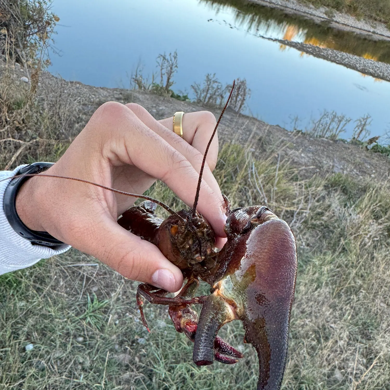 The most recent Signal crayfish catches on Fishbrain