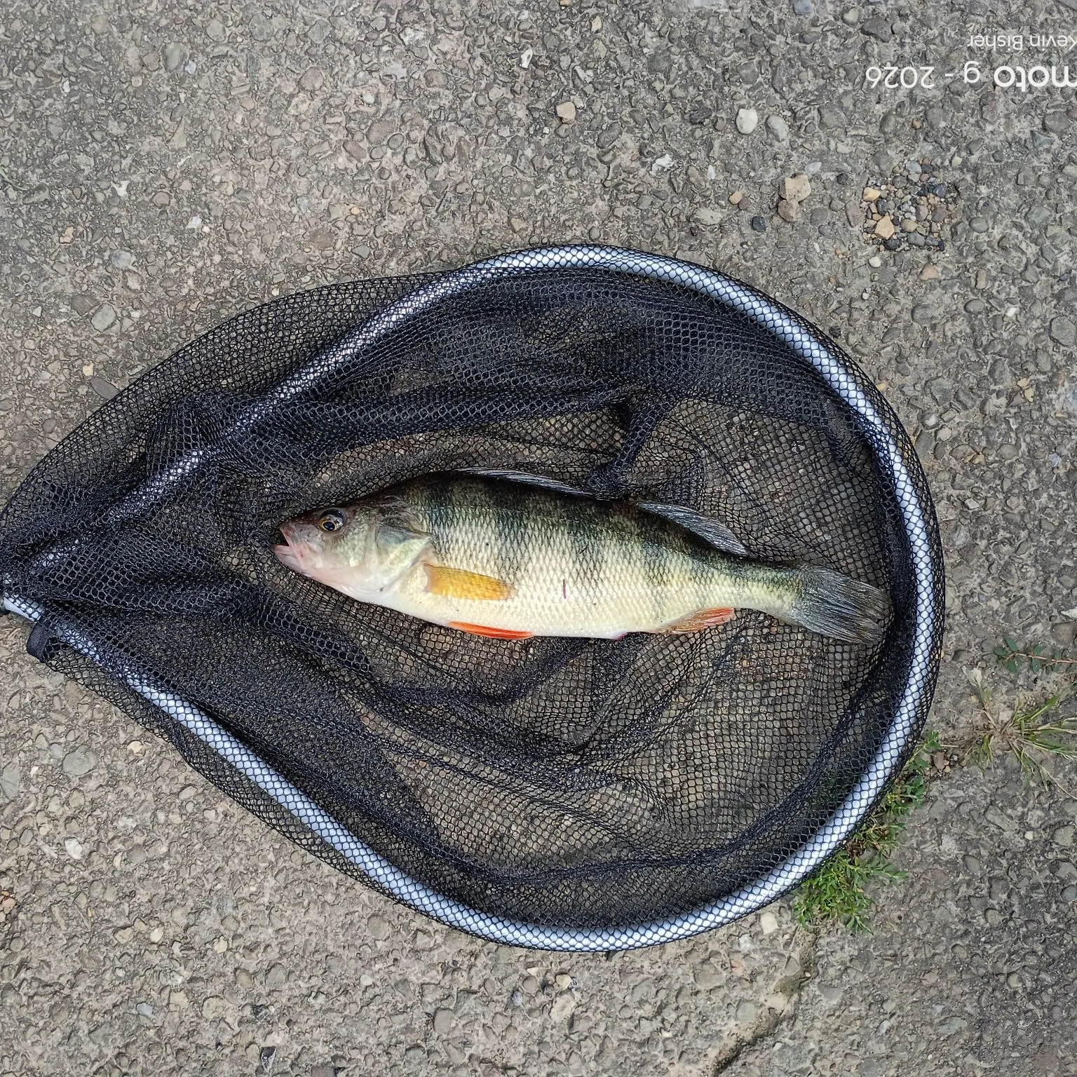 Yellow perch caught on Fishbrain