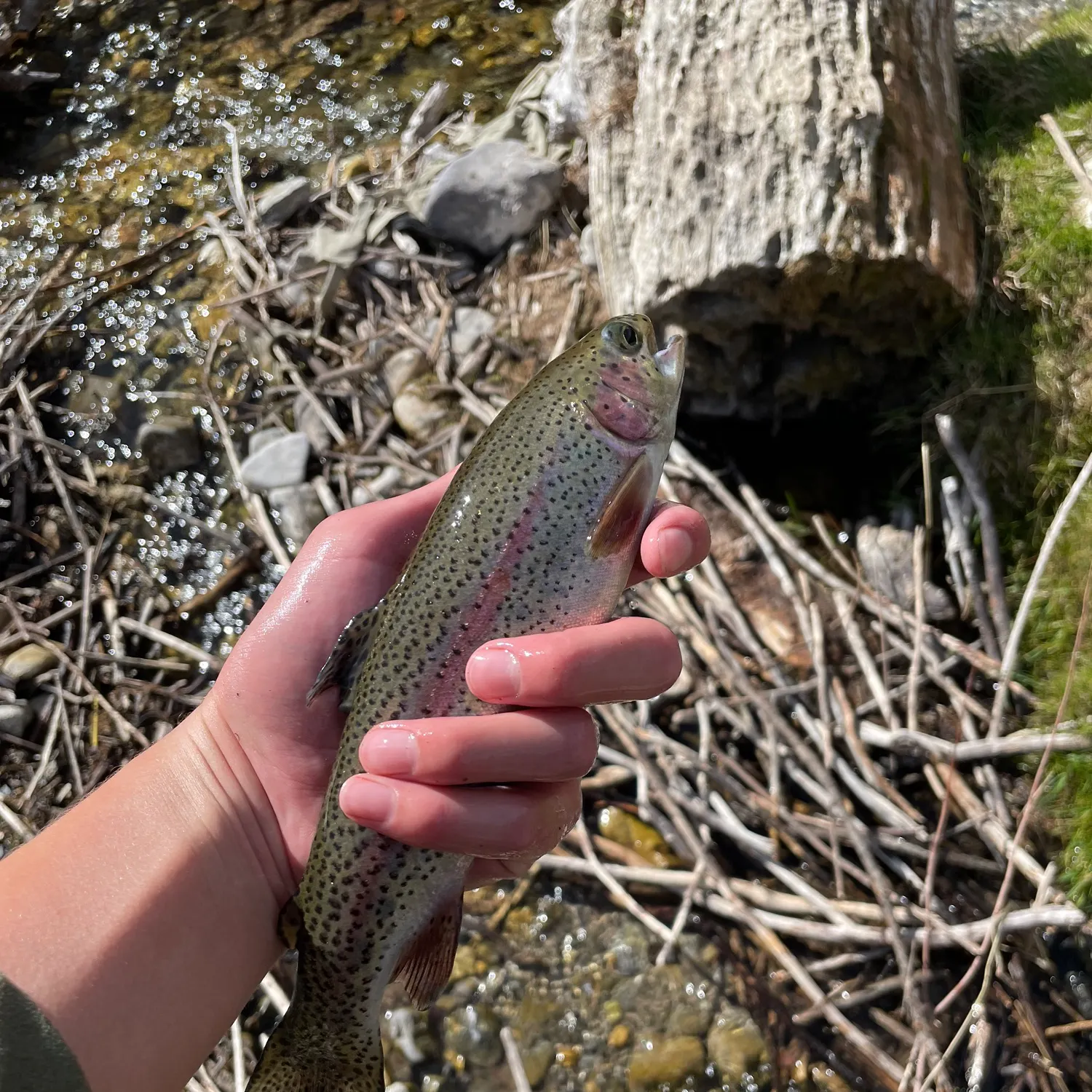 Rainbow trout caught on Fishbrain