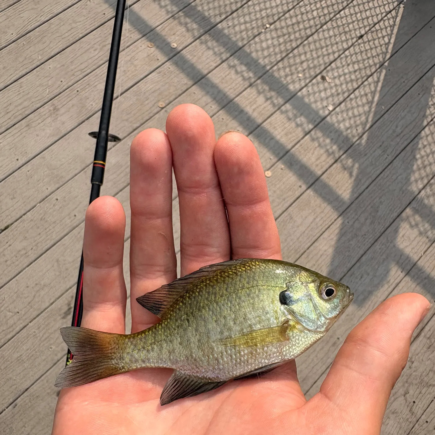 Bluegill caught on Fishbrain