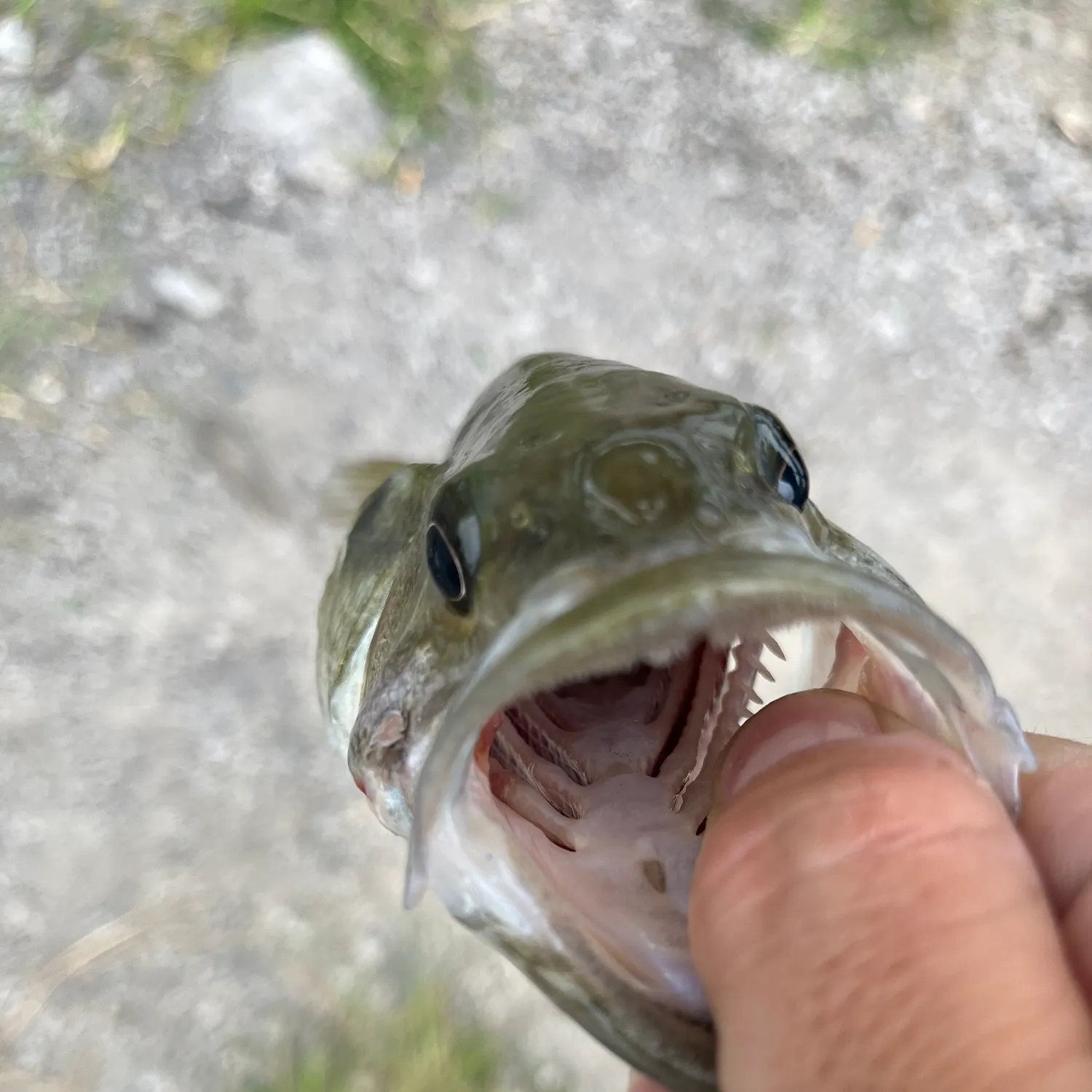 The most recent Spotted bass catches on Fishbrain