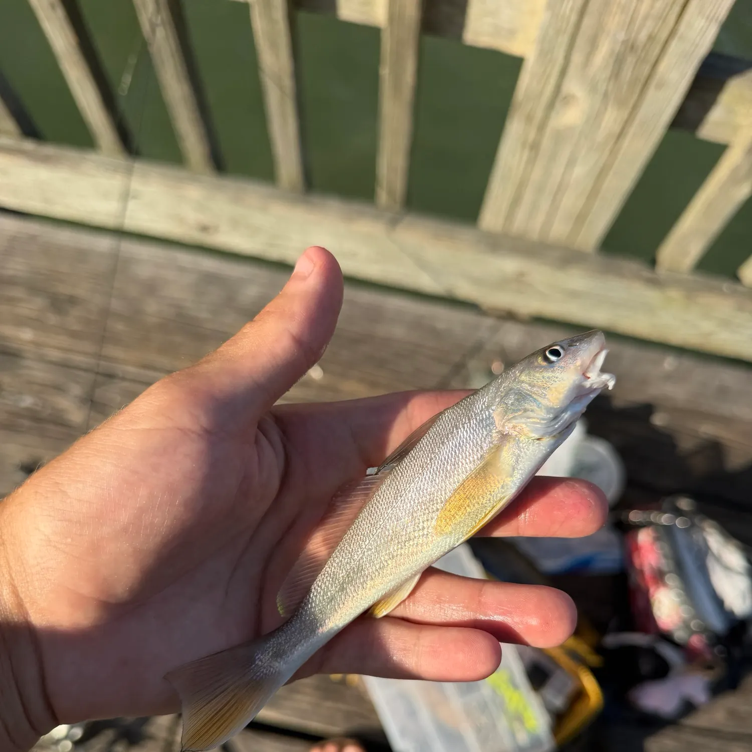 Gulf kingcroaker caught on Fishbrain