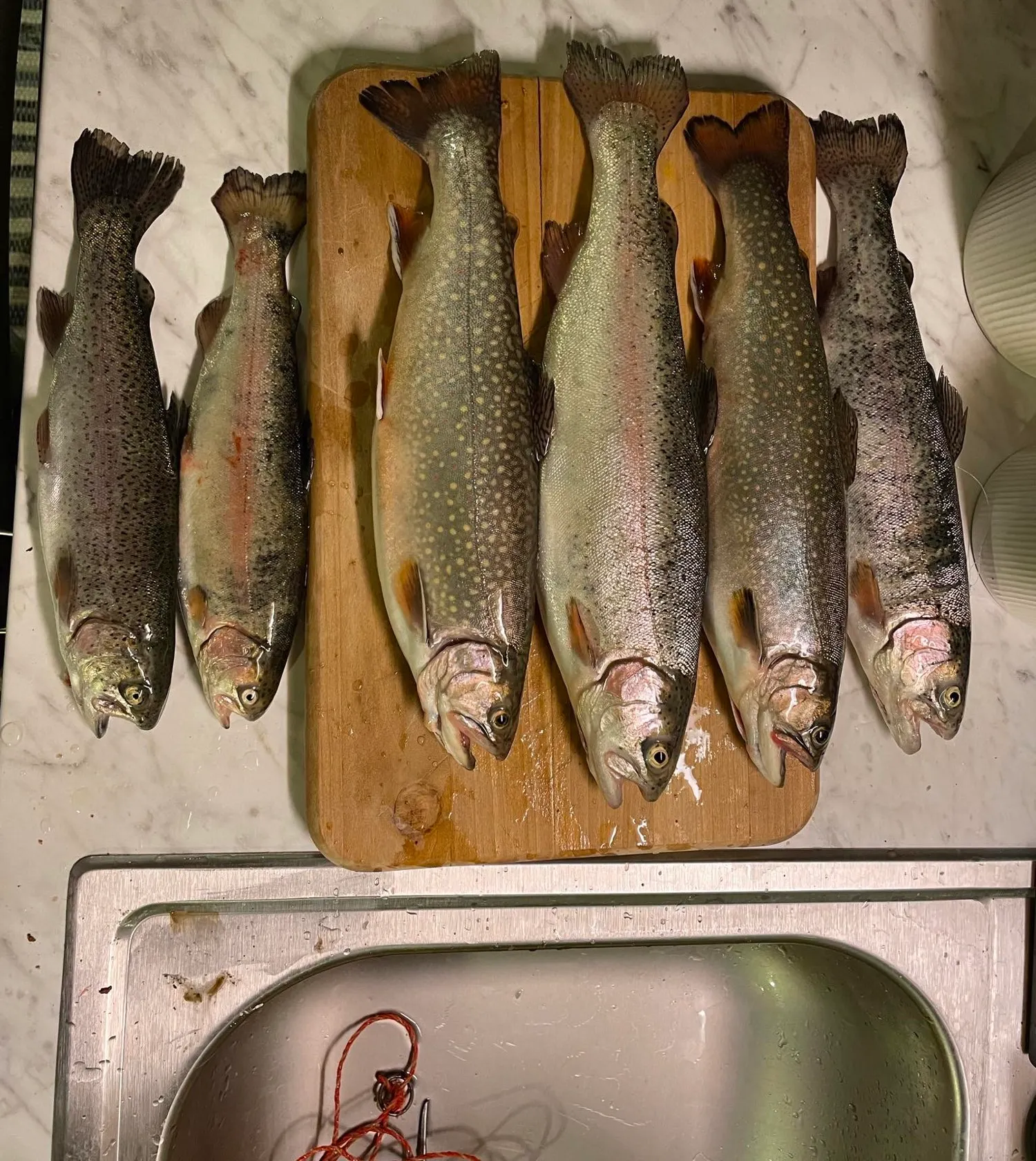 recently logged catches