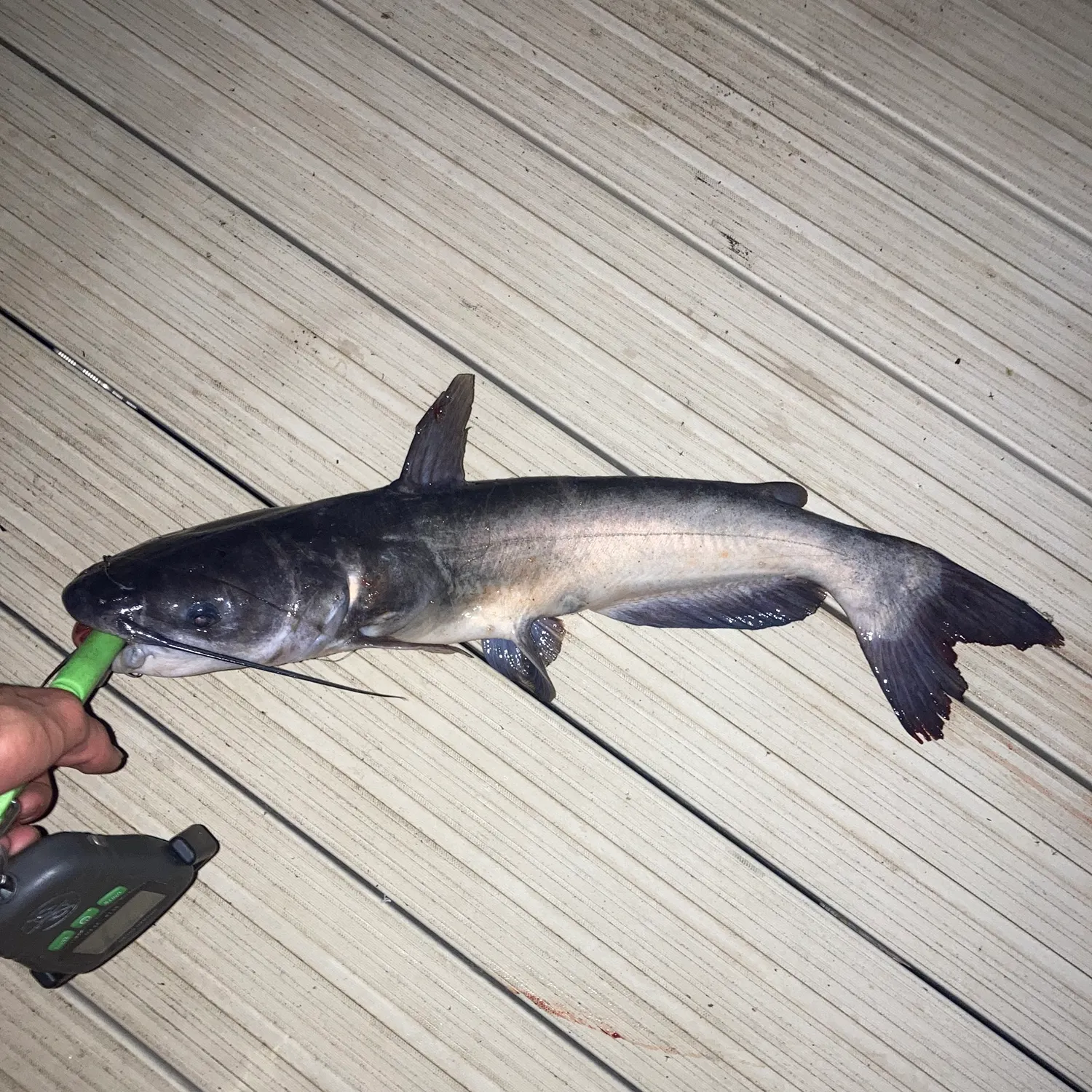 Channel catfish caught on Fishbrain