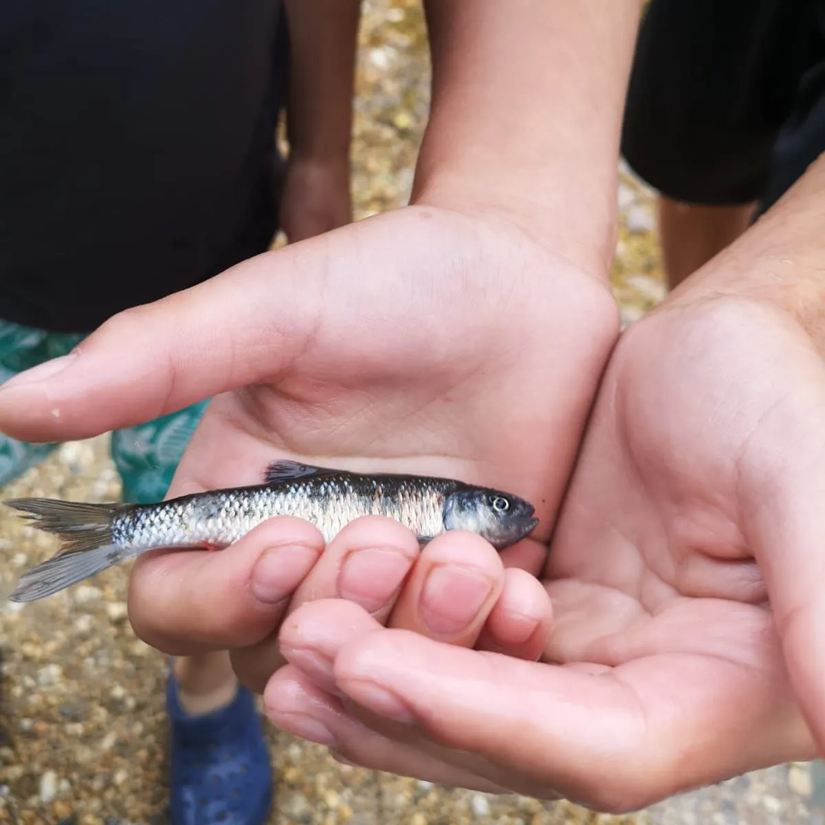 Common shiner caught on Fishbrain