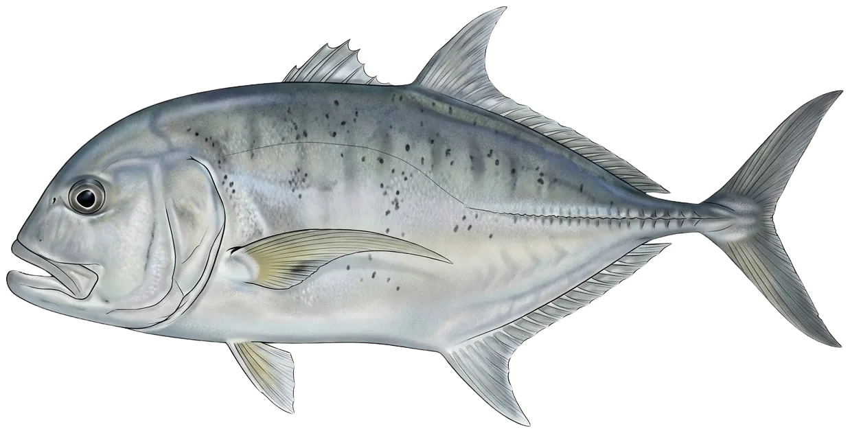 Giant trevally