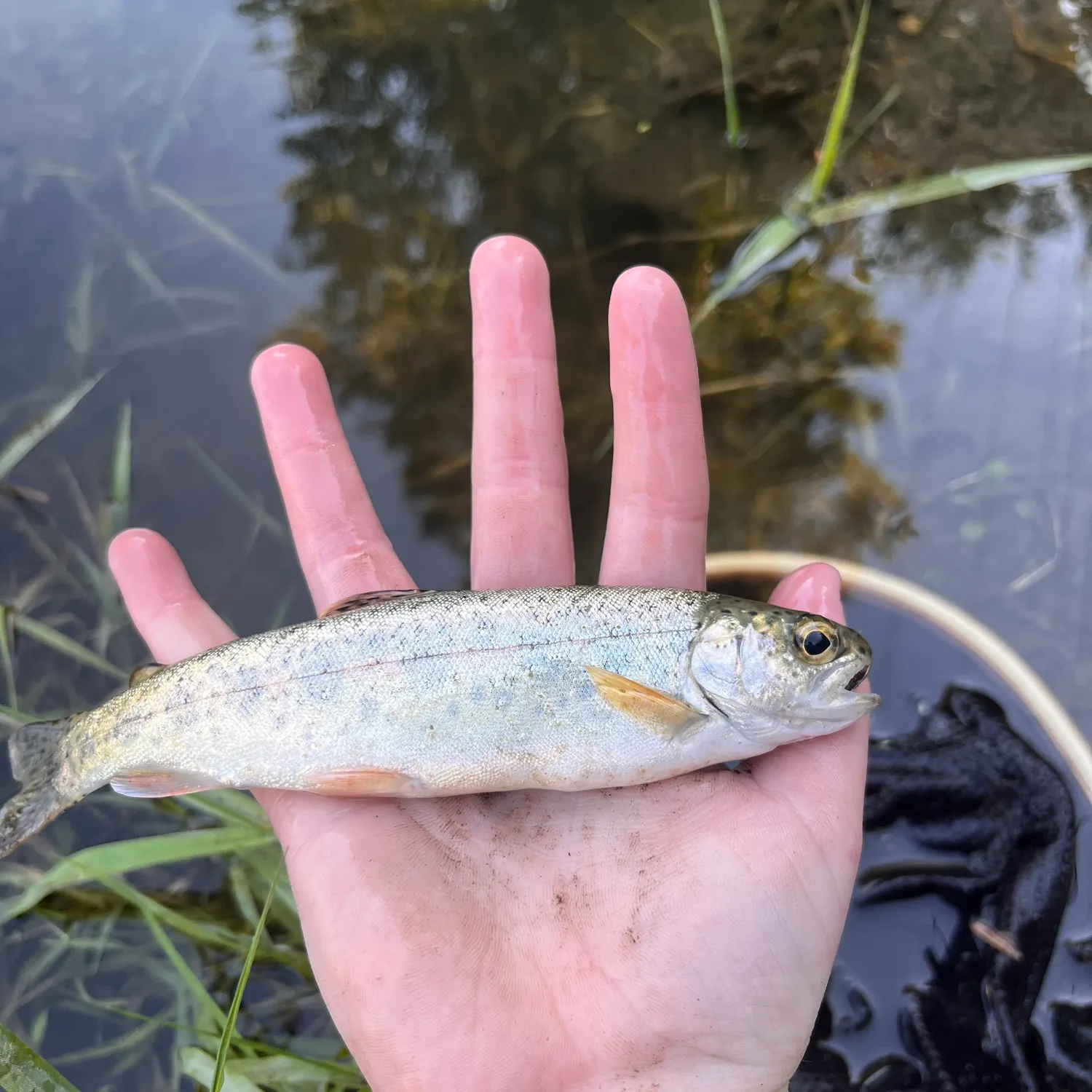 Rainbow trout caught on Fishbrain
