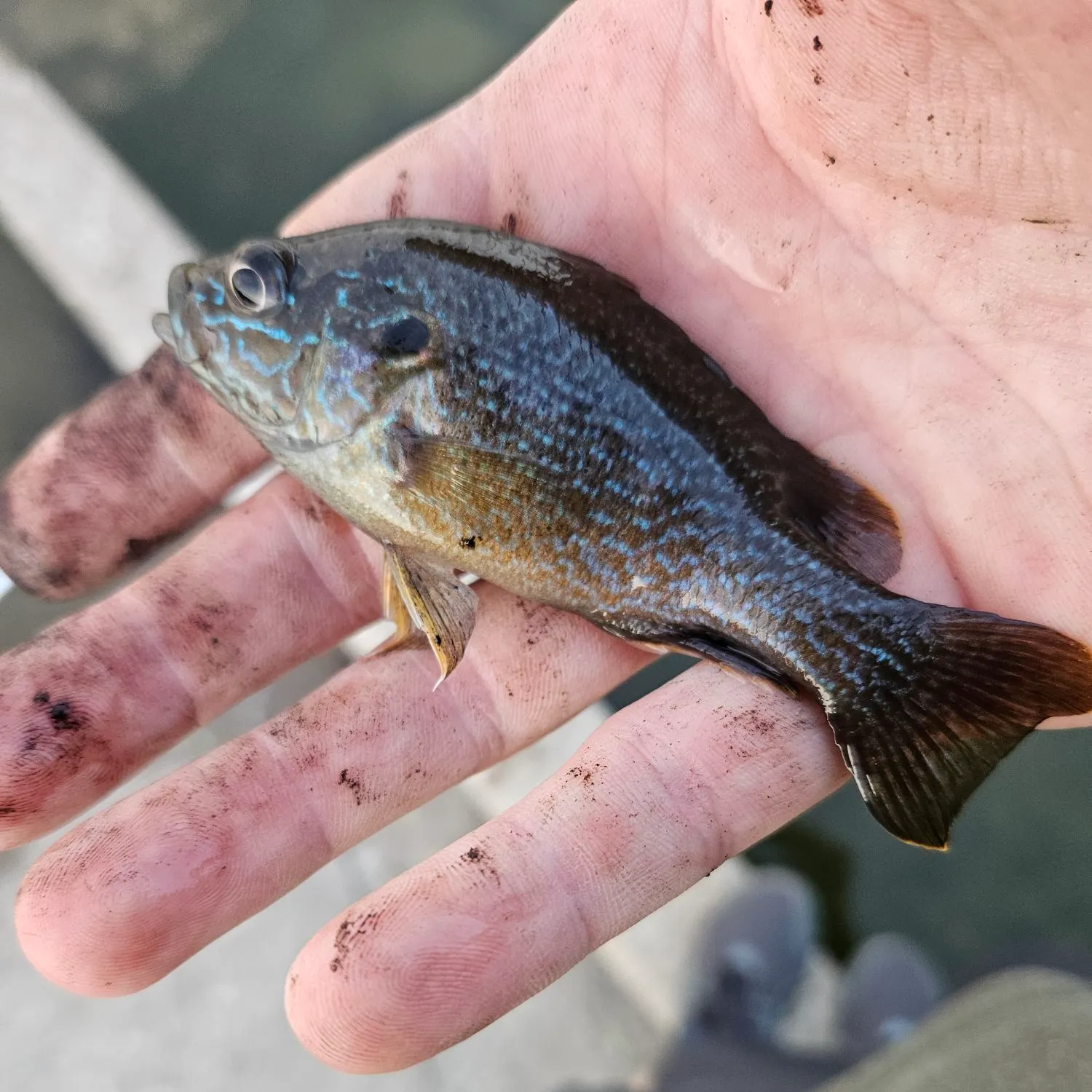 Greengill hybrid caught on Fishbrain