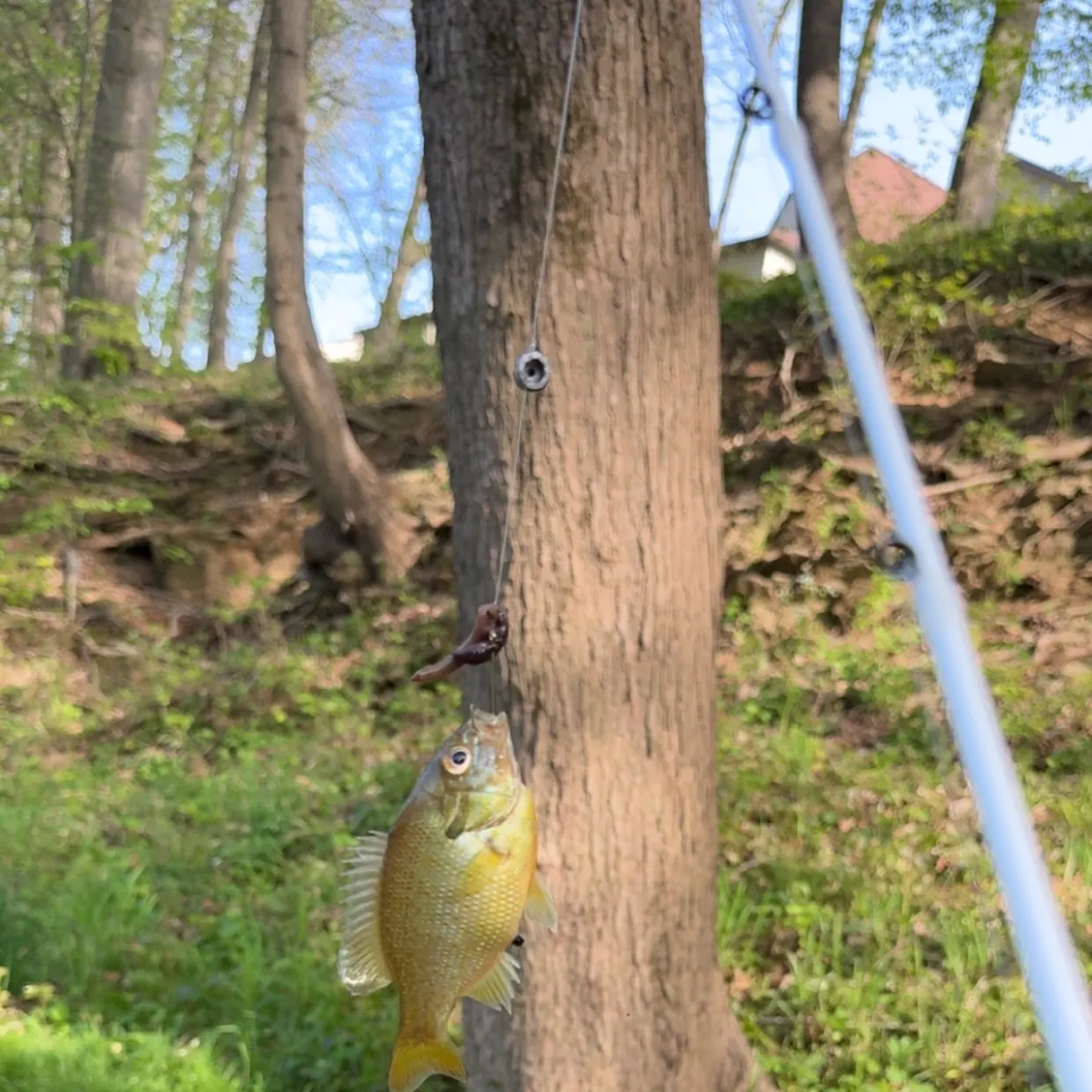 The most recent Redbreast sunfish catches on Fishbrain