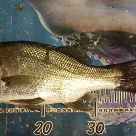 The most recent Estuary perch catches on Fishbrain
