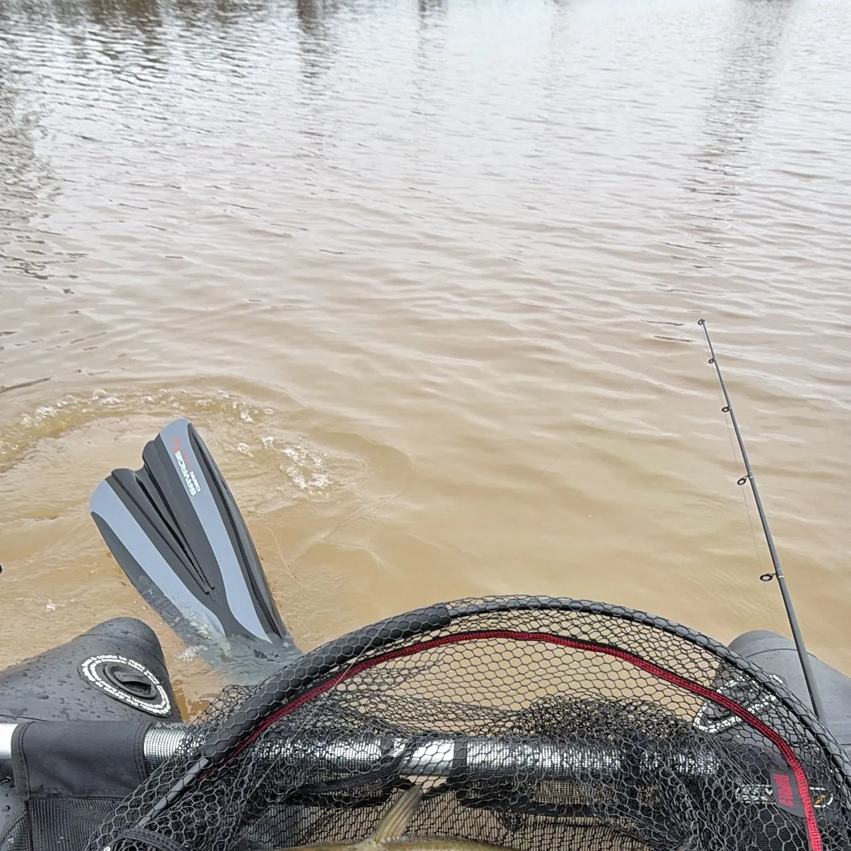 The most recent Channel catfish catches on Fishbrain