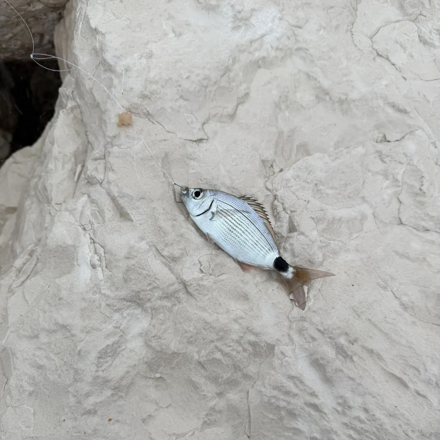Saddled seabream caught on Fishbrain