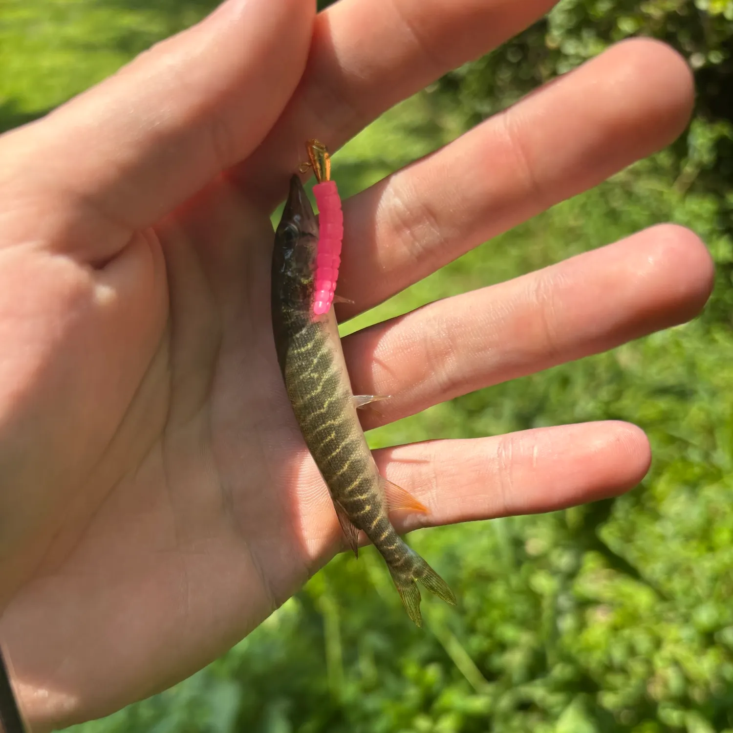 The most recent Redfin pickerel catches on Fishbrain