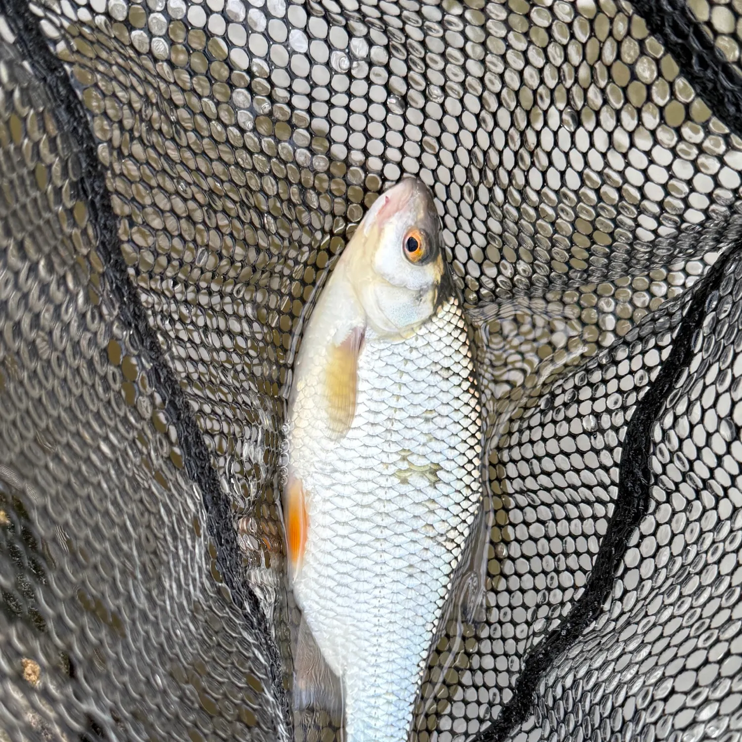Common roach caught on Fishbrain