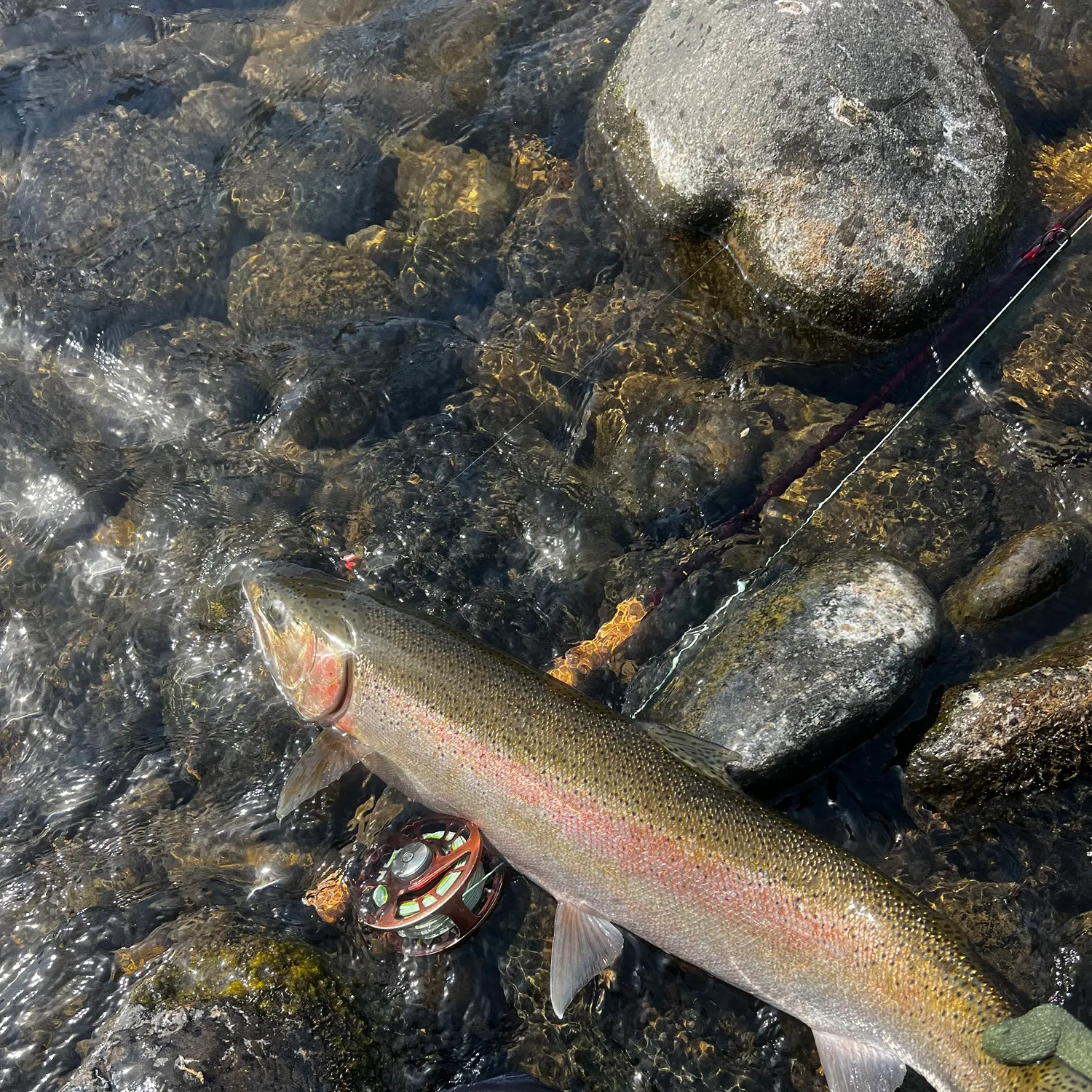 Steelhead caught on Fishbrain