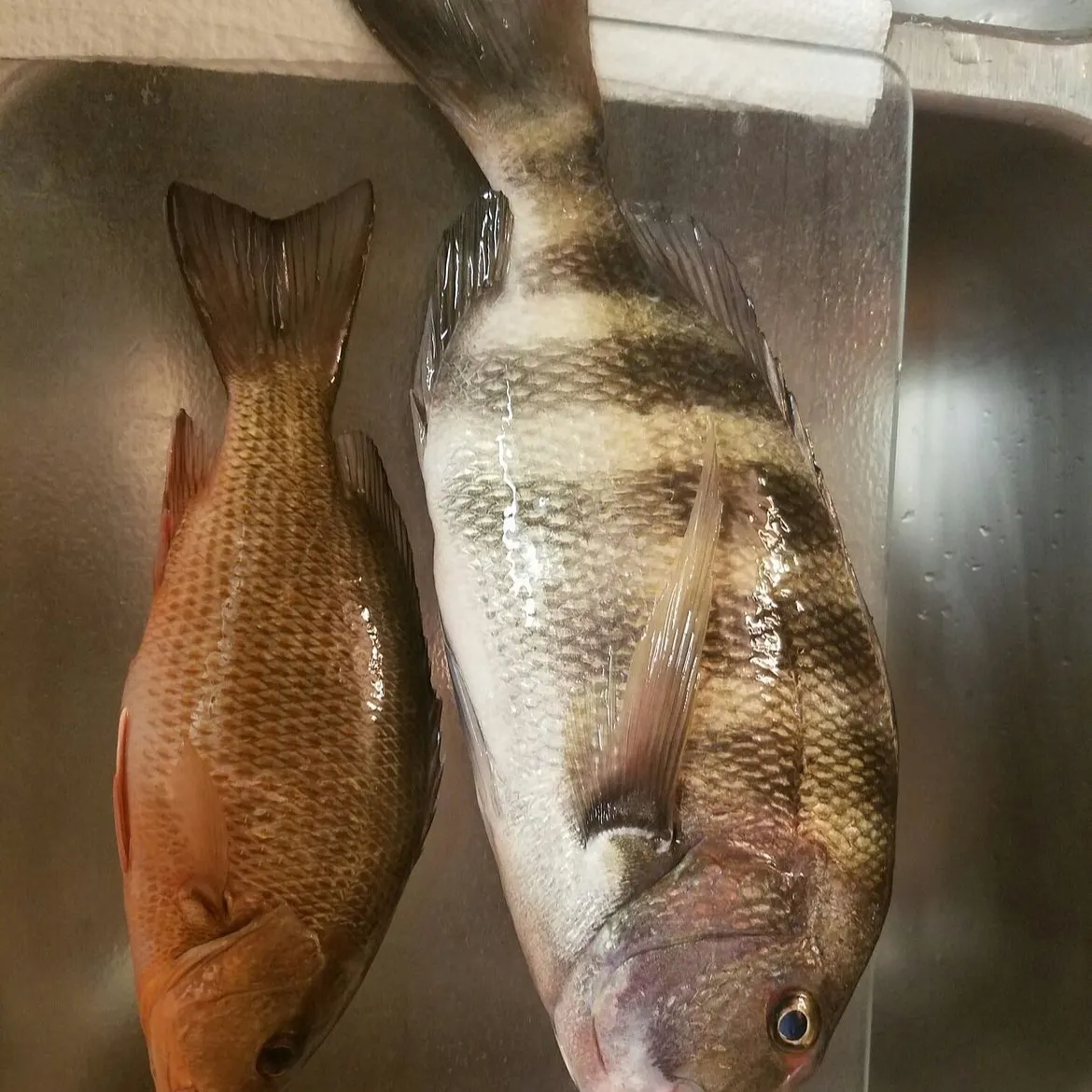 The most recent Sheepshead catches on Fishbrain
