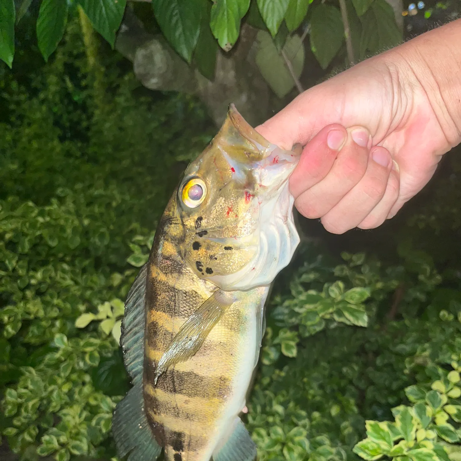 The most recent Blue peacock bass catches on Fishbrain