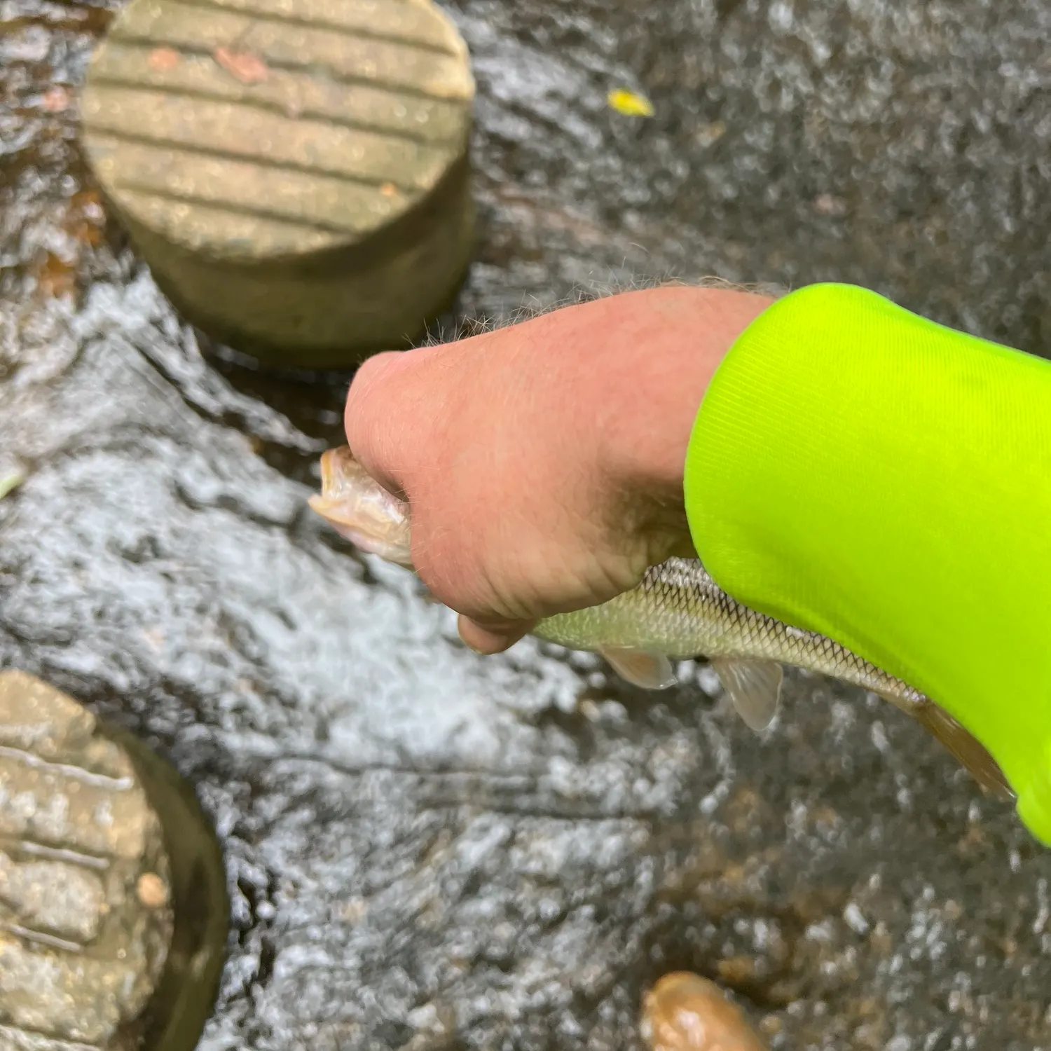 Creek chub caught on Fishbrain