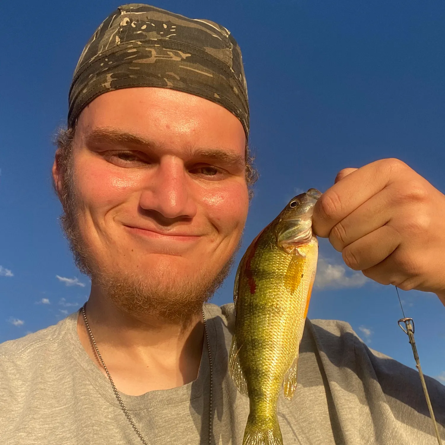 Yellow perch caught on Fishbrain
