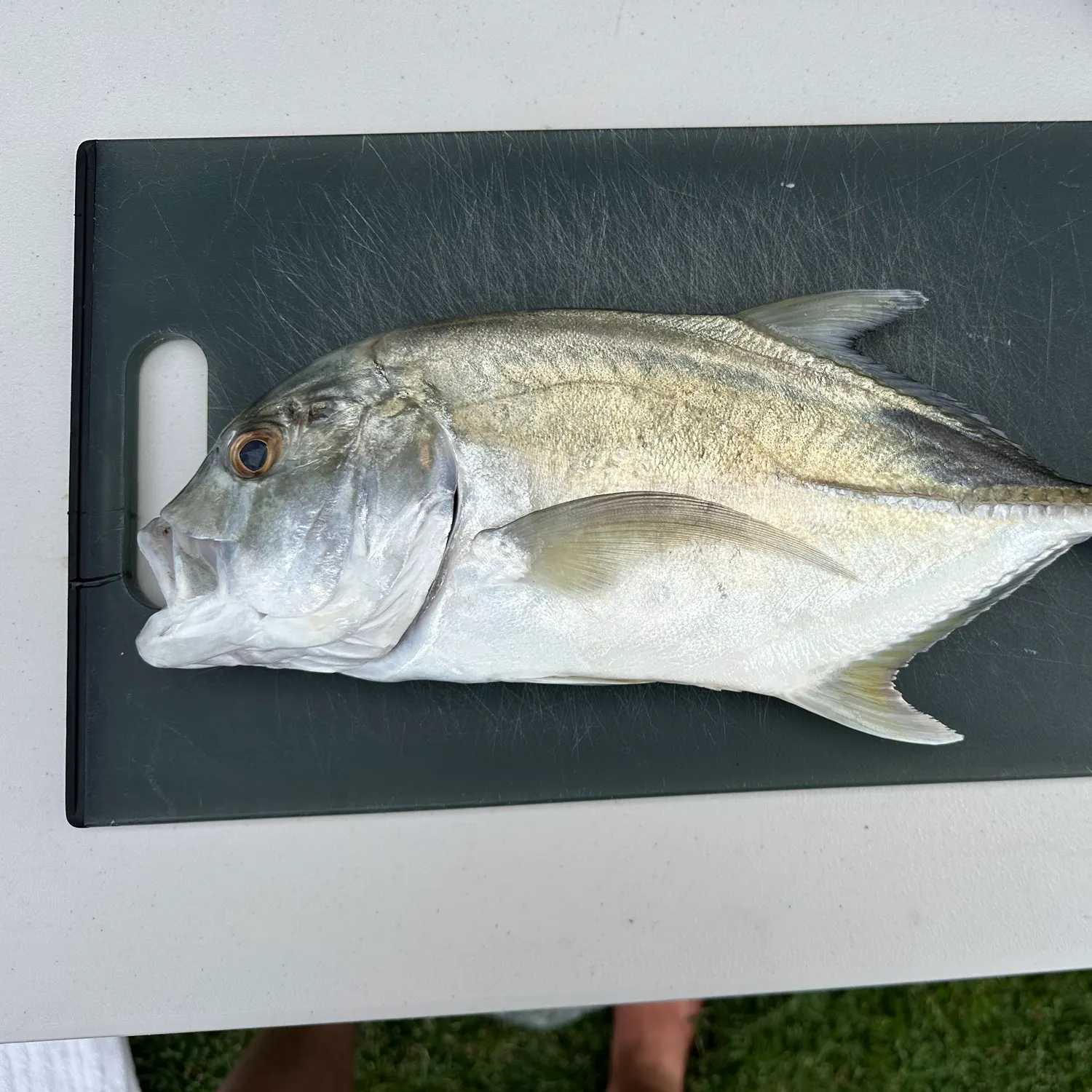 The most recent Giant trevally catches on Fishbrain