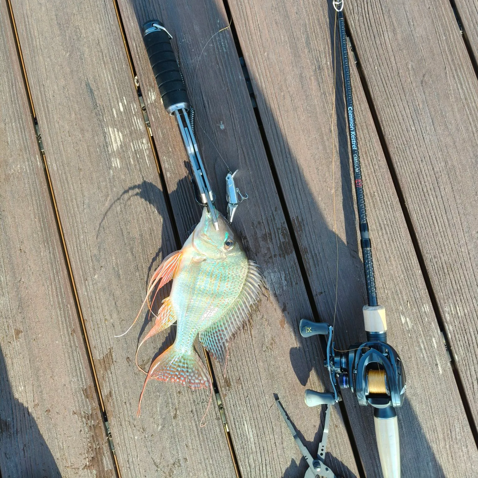 The most recent Eartheater cichlid catches on Fishbrain