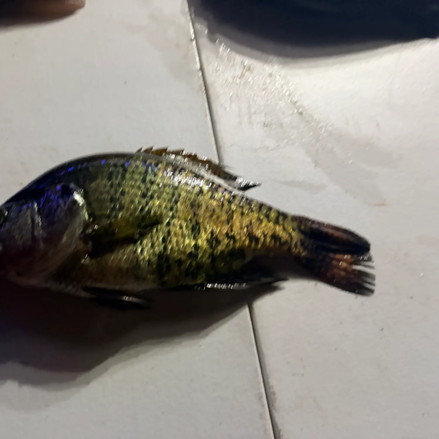 Black crappie caught on Fishbrain