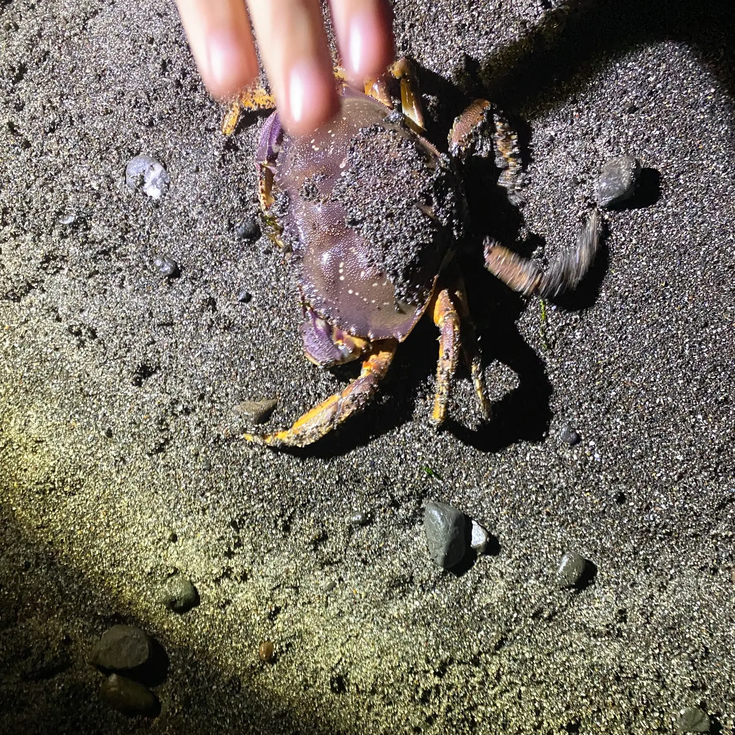 The most recent Dungeness crab catches on Fishbrain
