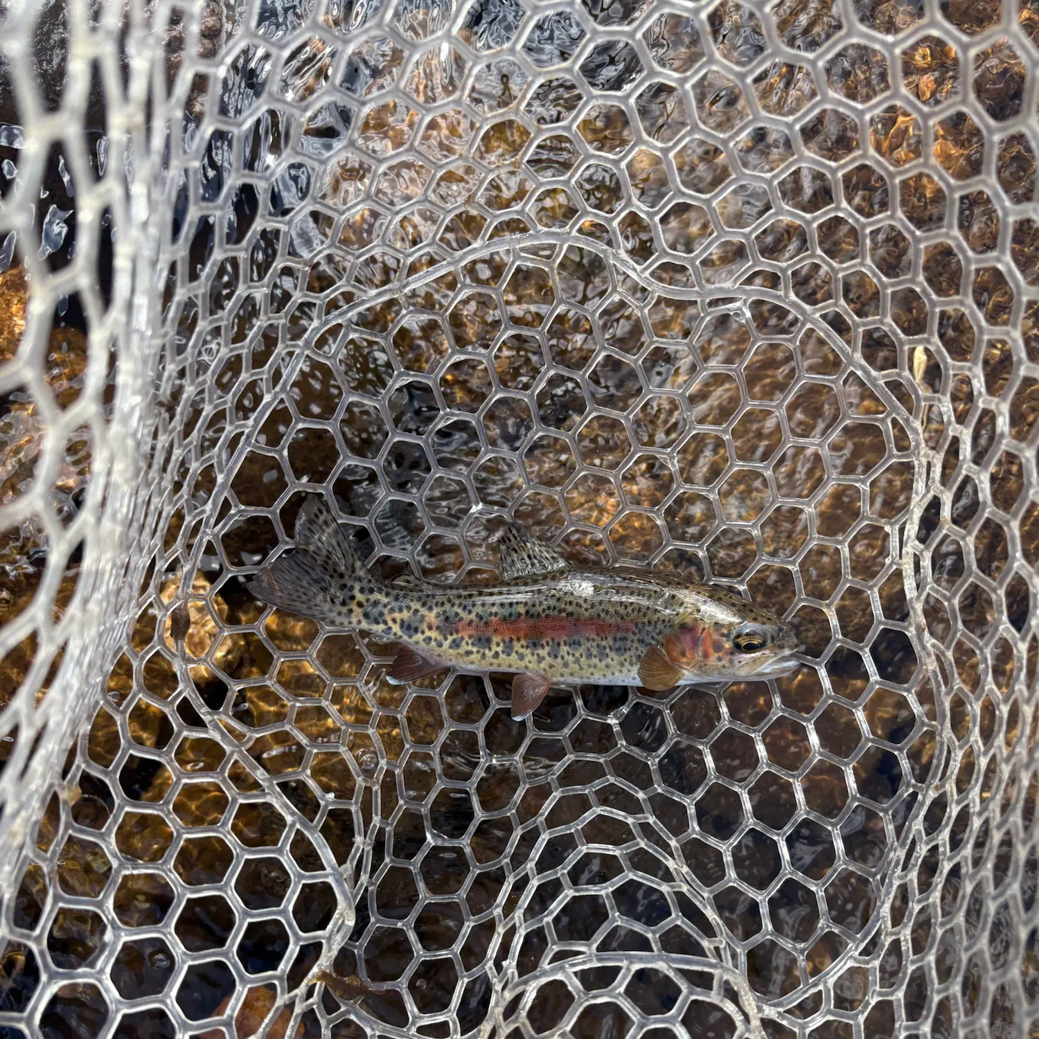 Rainbow trout caught on Fishbrain