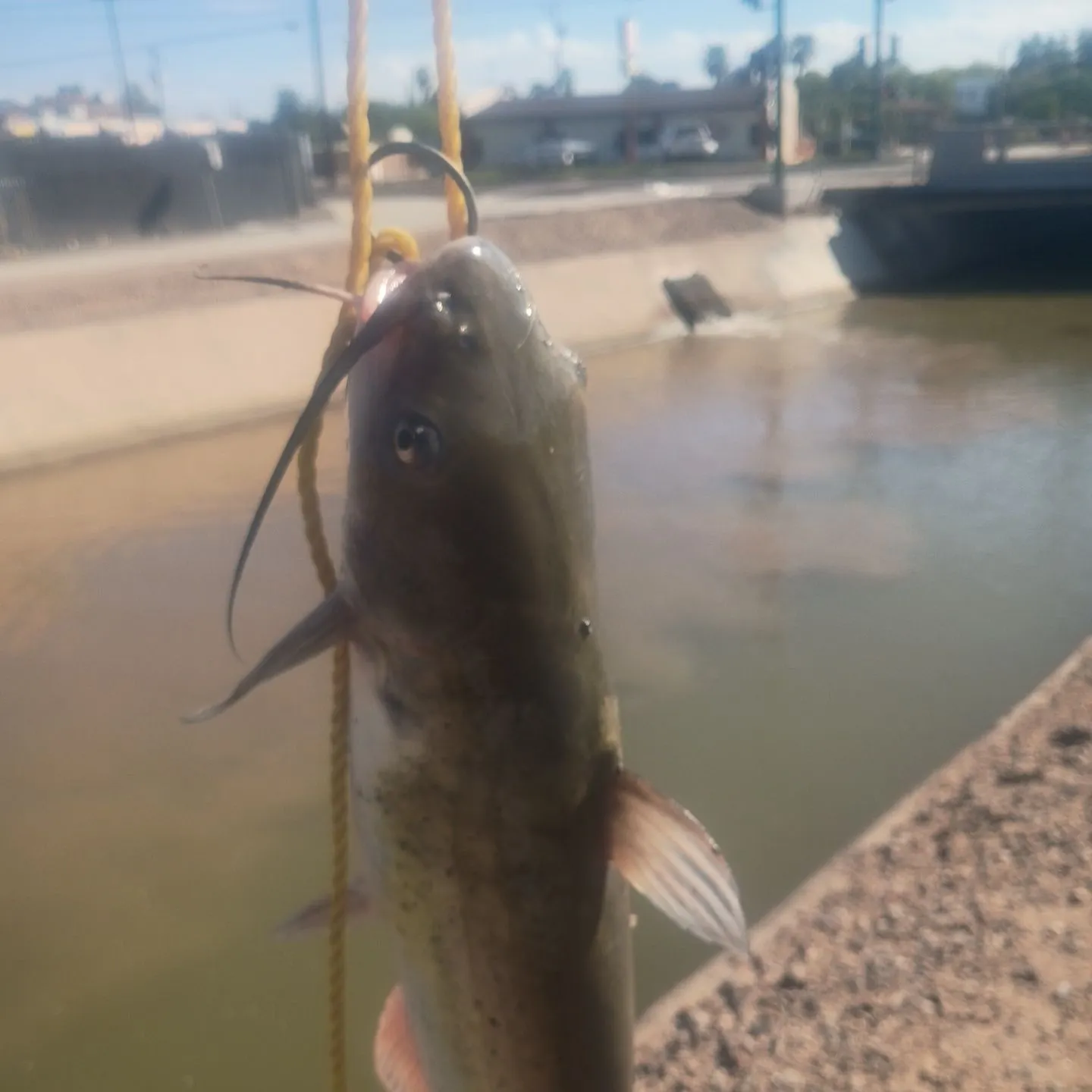 Channel catfish caught on Fishbrain