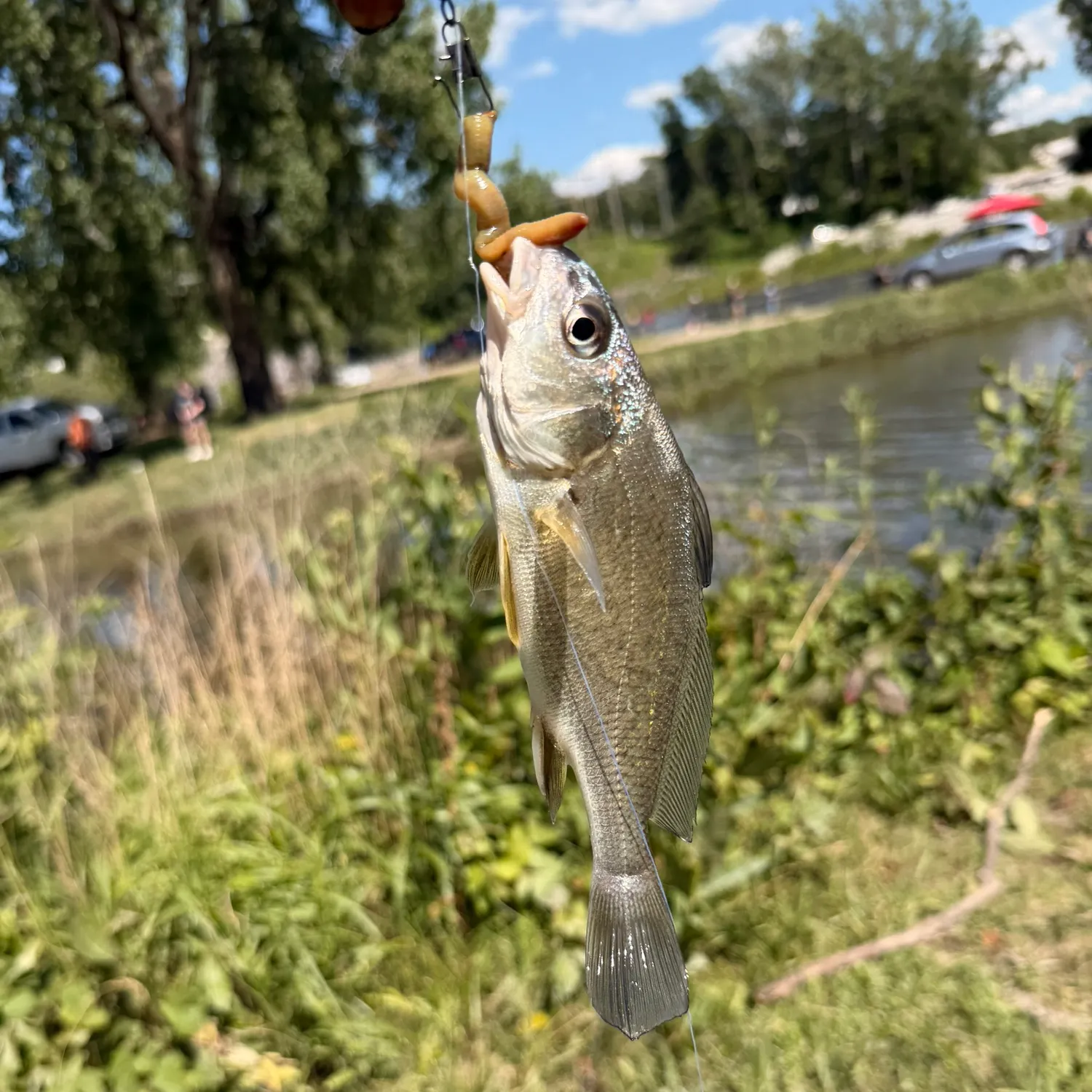 catch