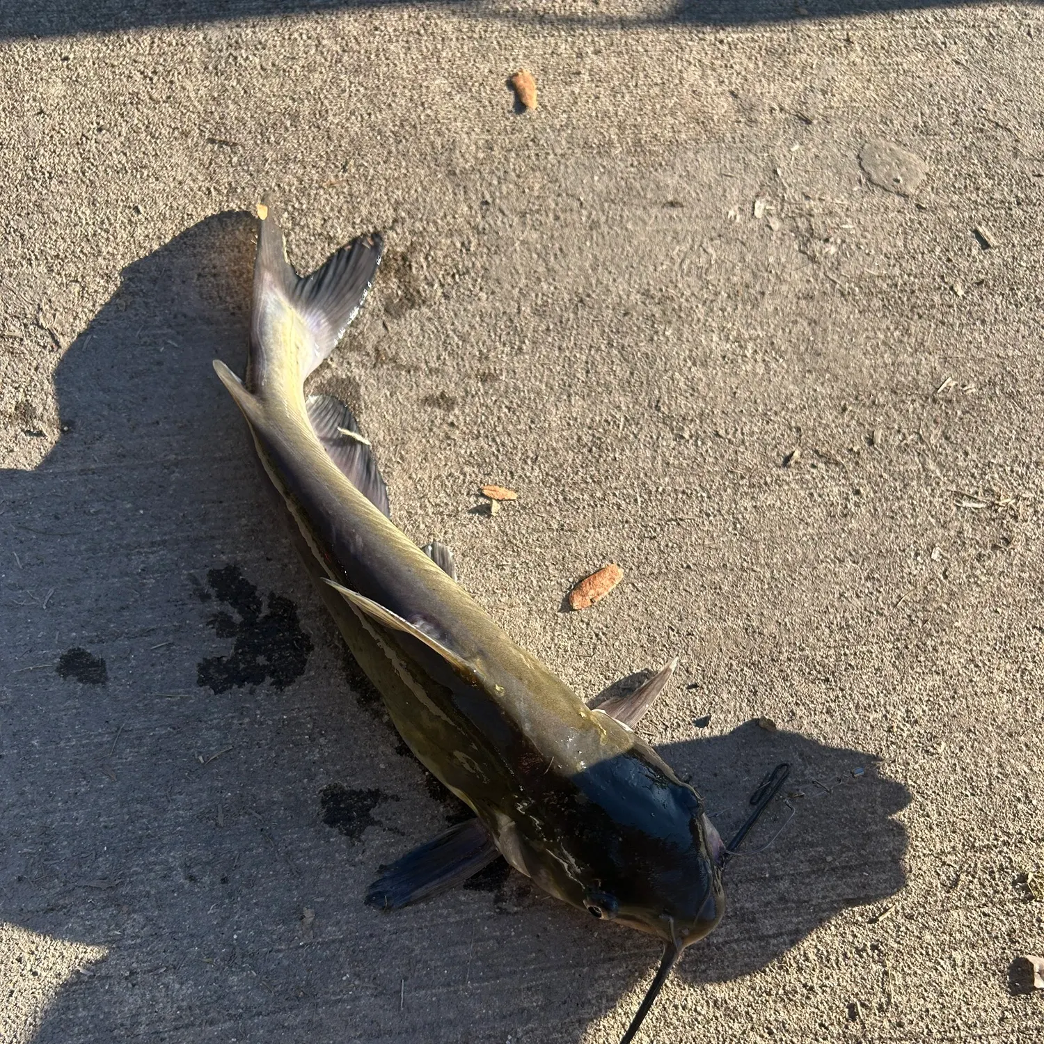 Channel catfish caught on Fishbrain